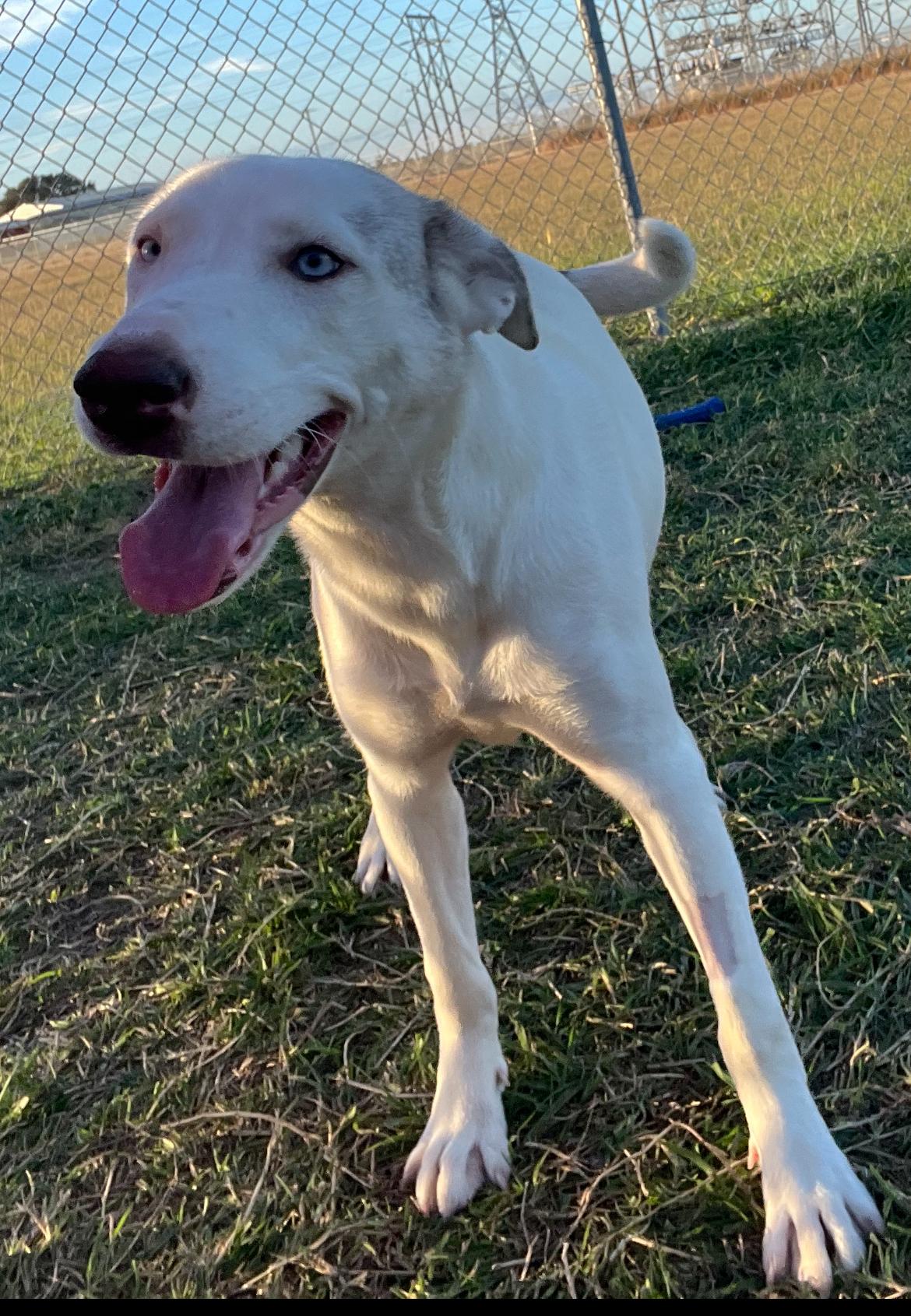 Mackenzie, a Adoptable mixed breed in Port Lavaca, TX image 4/5