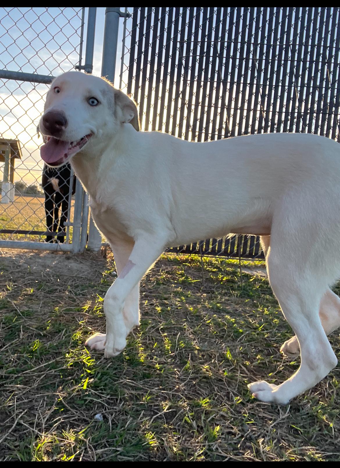Mackenzie, a Adoptable mixed breed in Port Lavaca, TX image 5/5