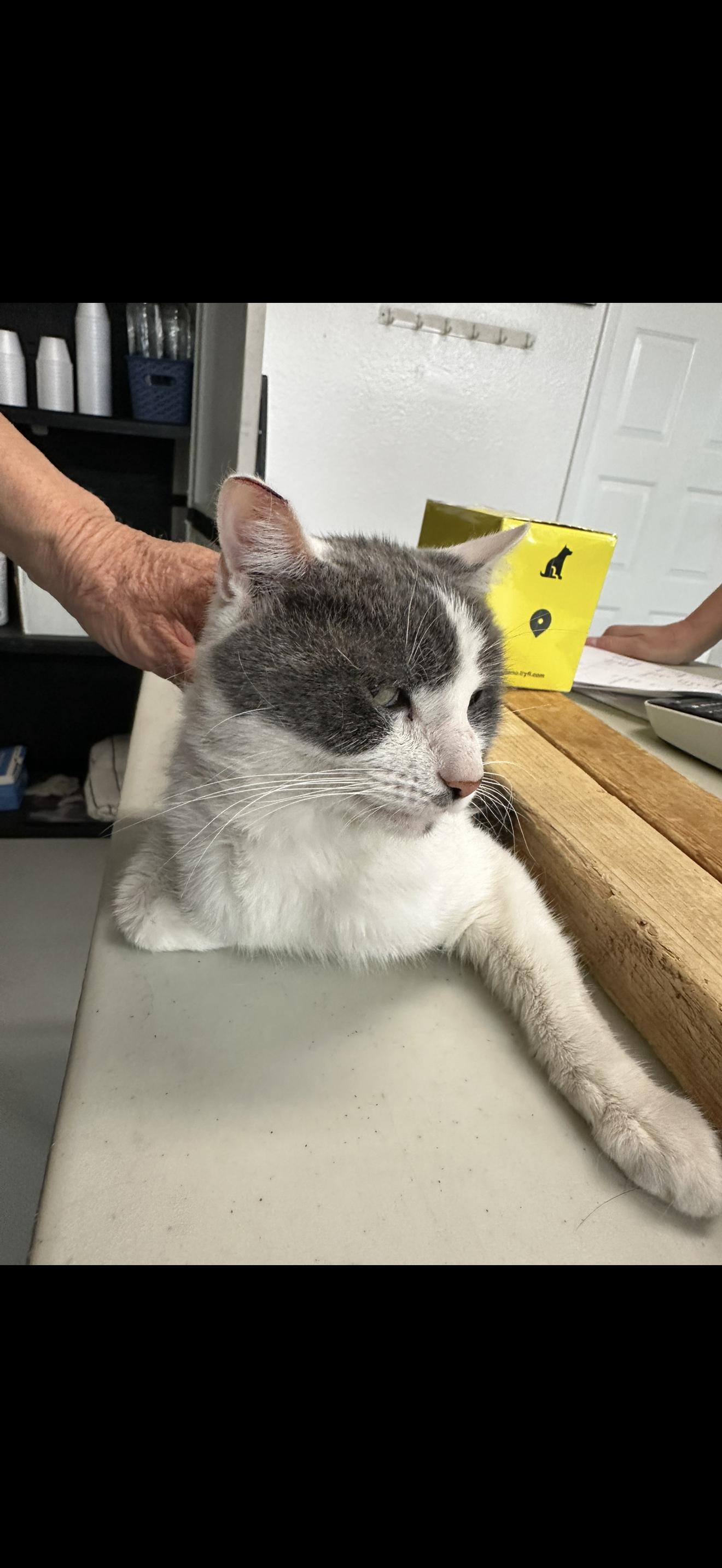 Kaboom, an adopted Domestic Short Hair in Las Vegas, NV image 2/2