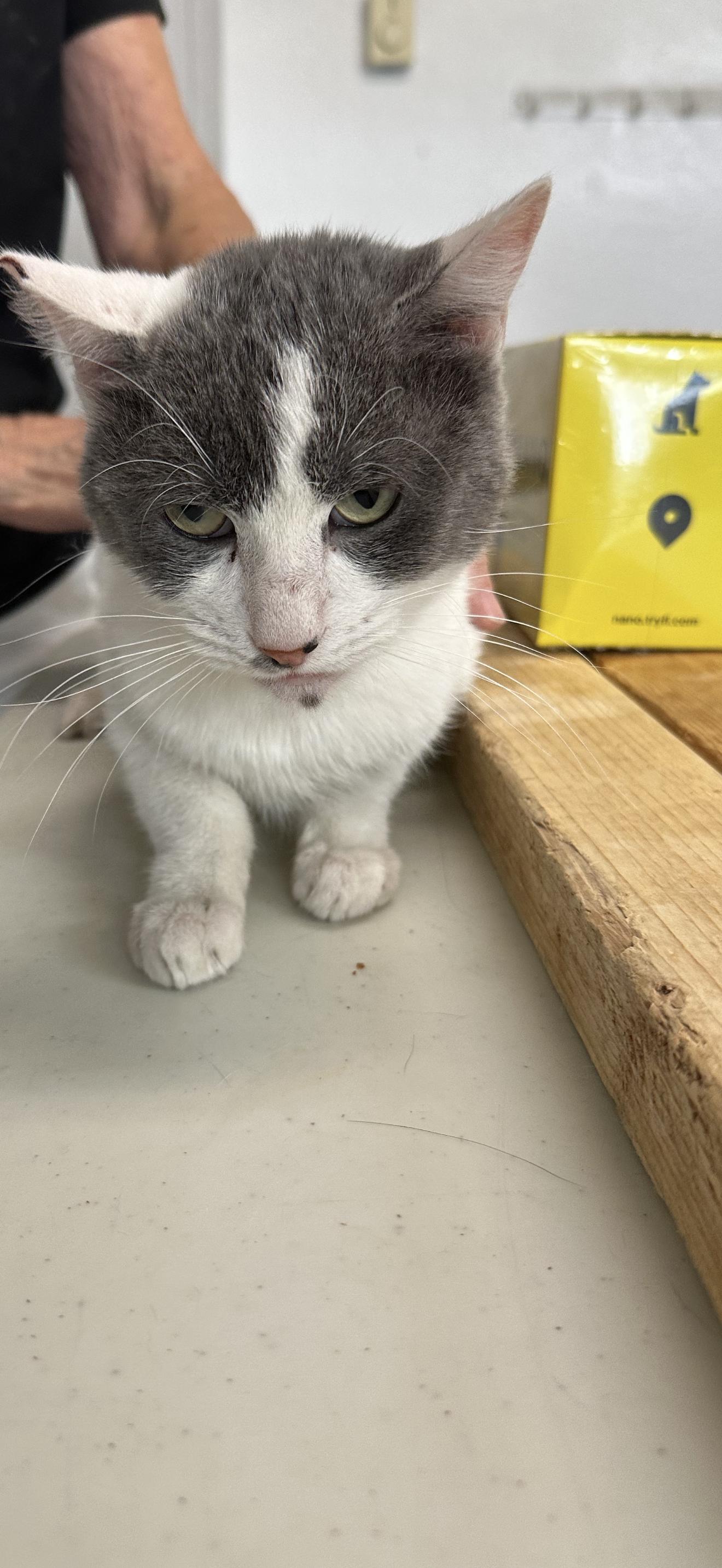 Kaboom, adopted, Adult Male Domestic Short Hair.
