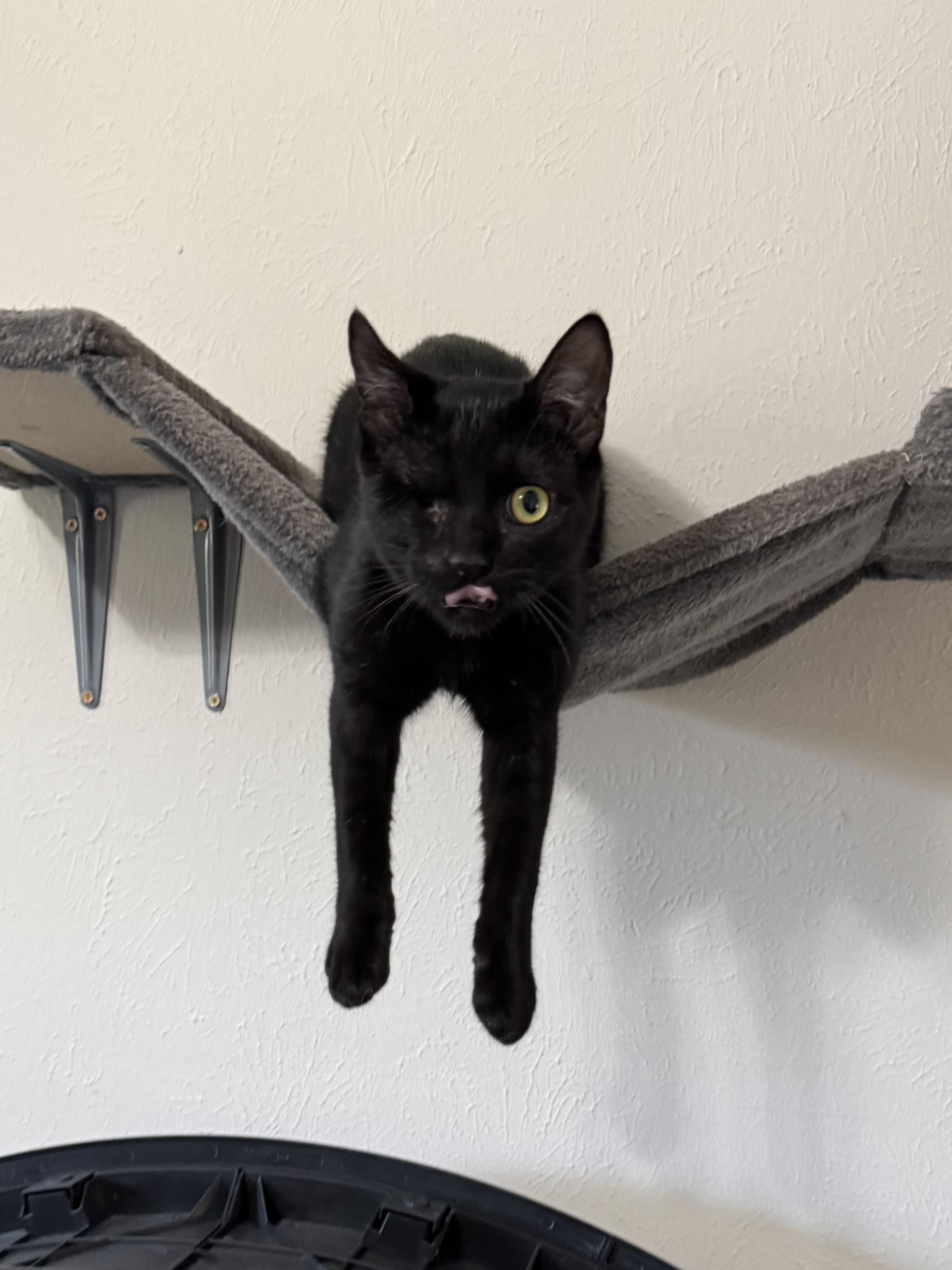 Nick Fury, a Adoptable mixed breed in Warwick, RI image 4/6