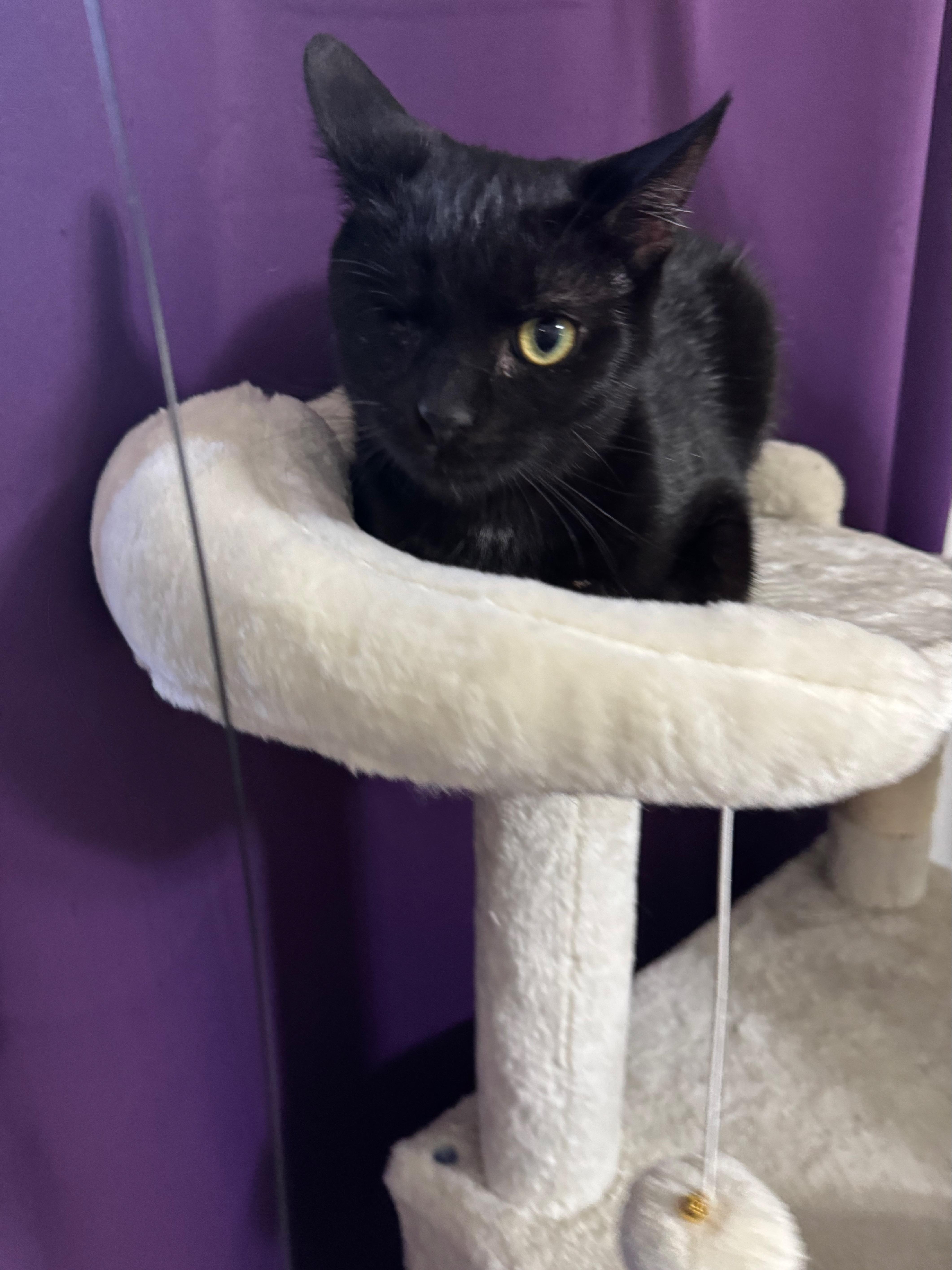 Nick Fury, a Adoptable mixed breed in Warwick, RI image 2/6