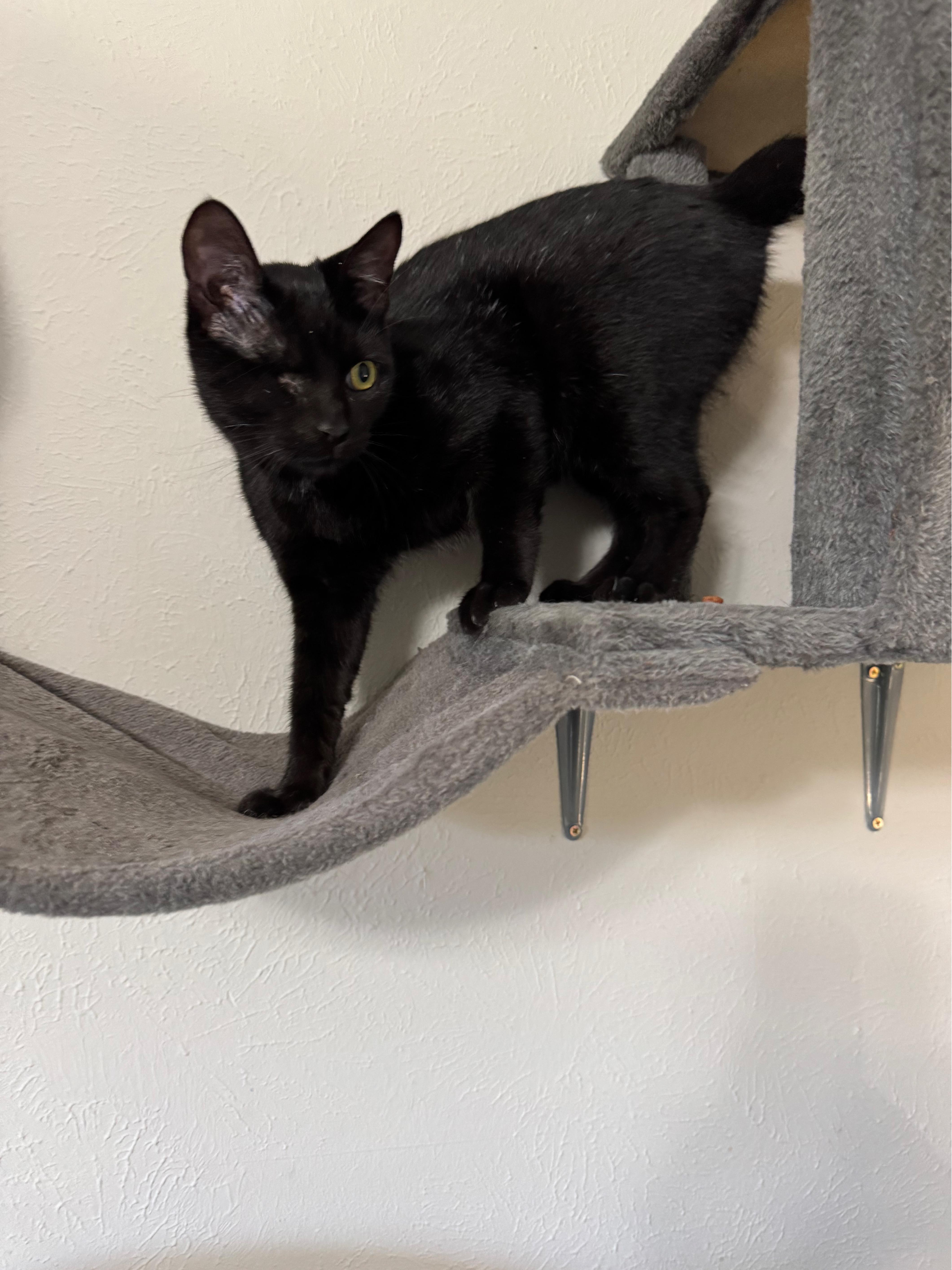 Nick Fury, a Adoptable mixed breed in Warwick, RI image 5/6