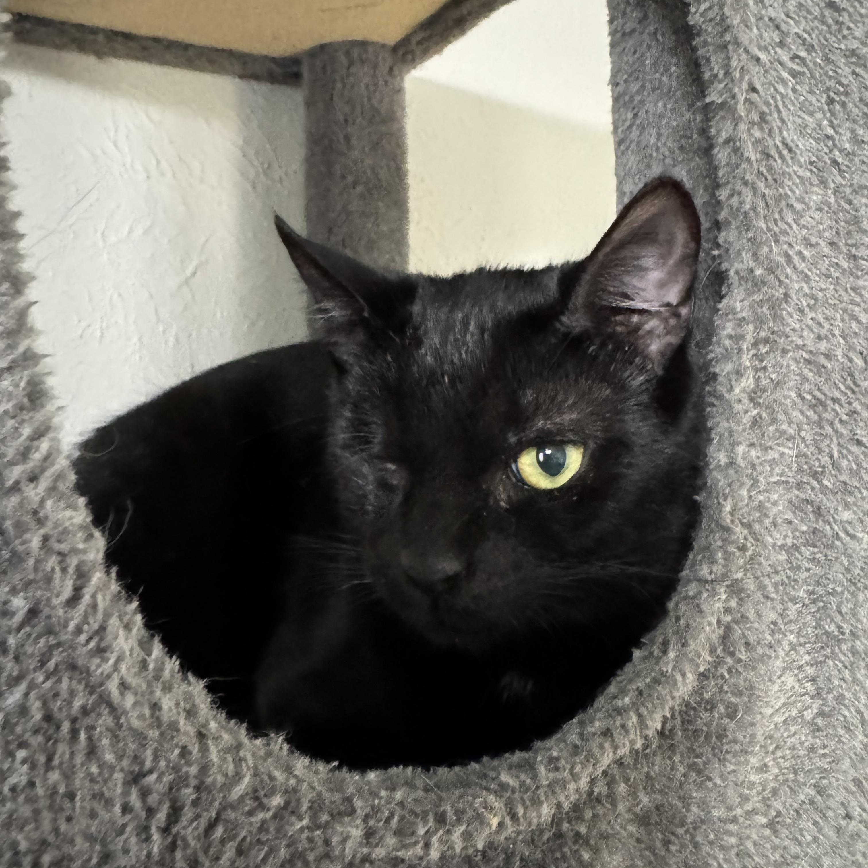 Nick Fury, a Adoptable mixed breed in Warwick, RI image 3/6