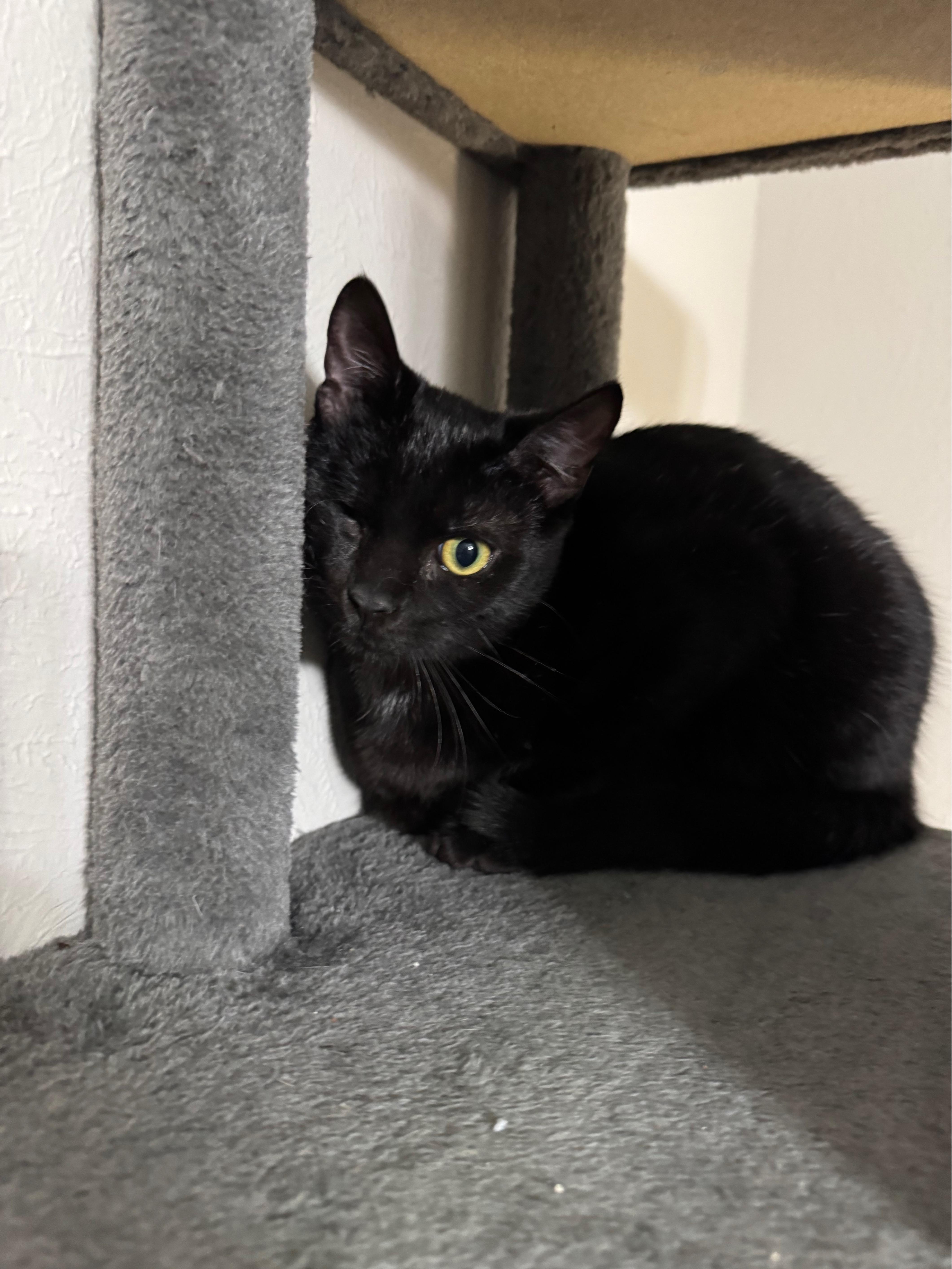 Nick Fury, a Adoptable mixed breed in Warwick, RI image 6/6