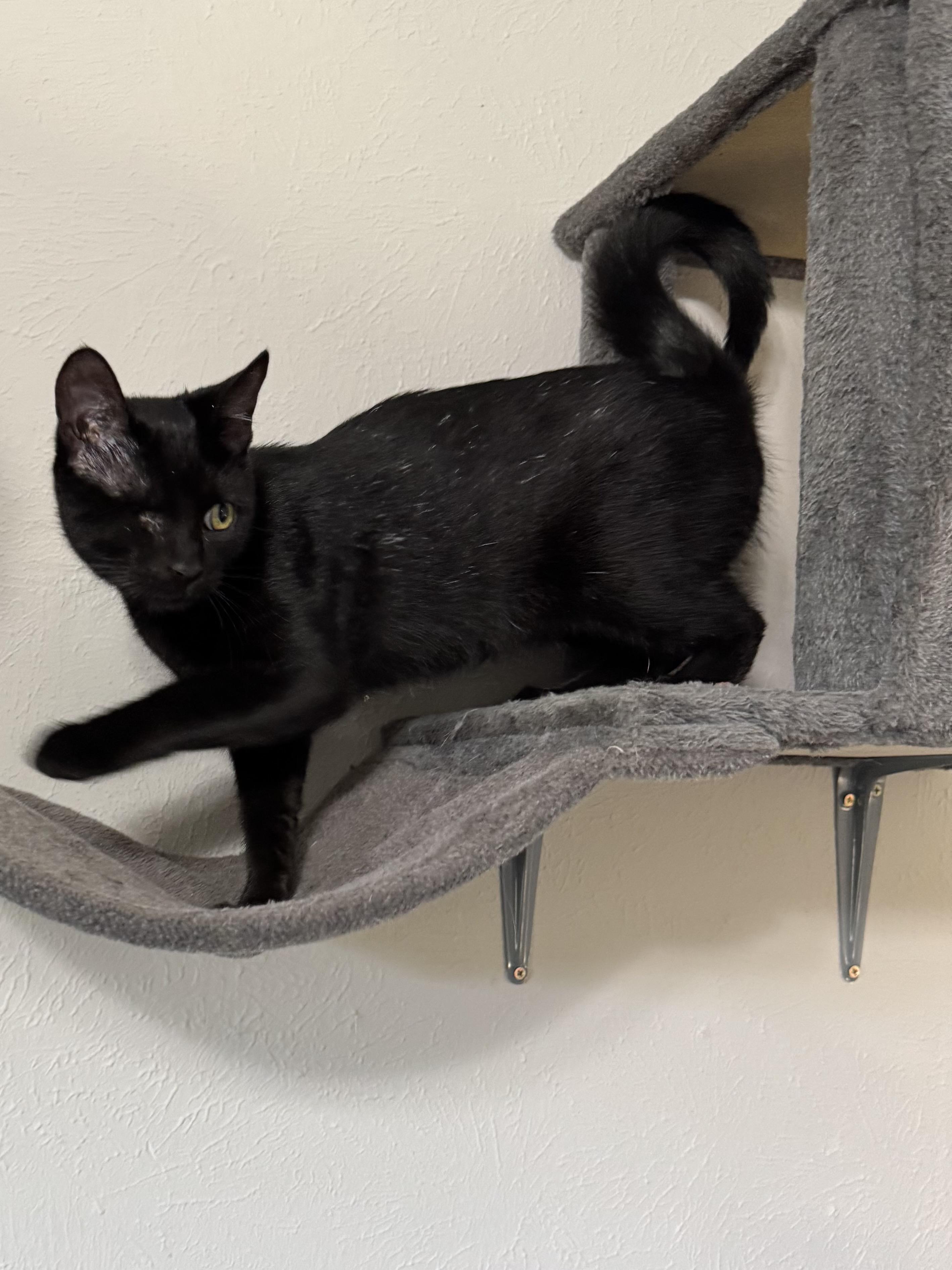 Nick Fury, Adoptable, Young Male Domestic Short Hair & Bombay.