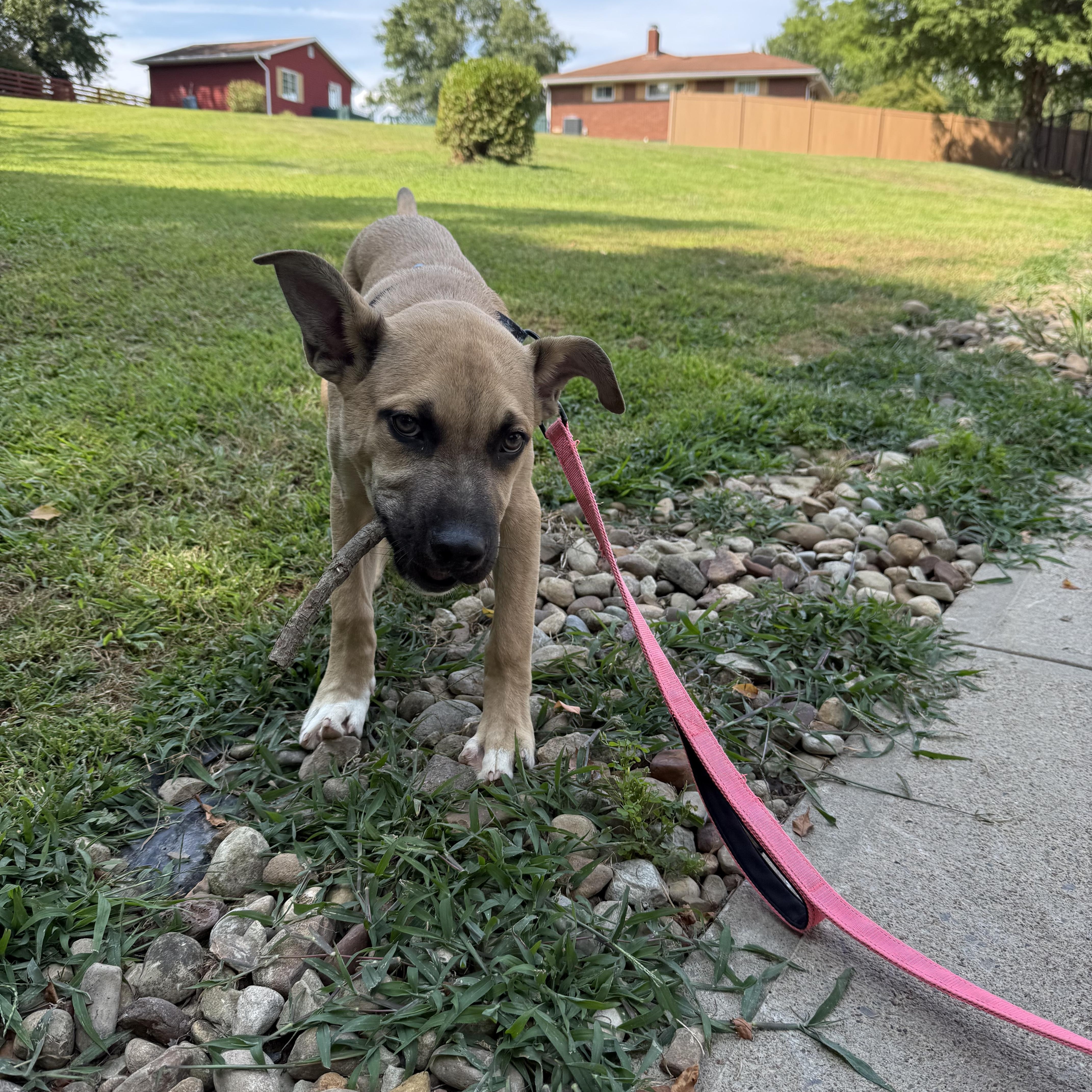Chance, an adoptable mixed breed in Pittsburgh, PA image 4/4