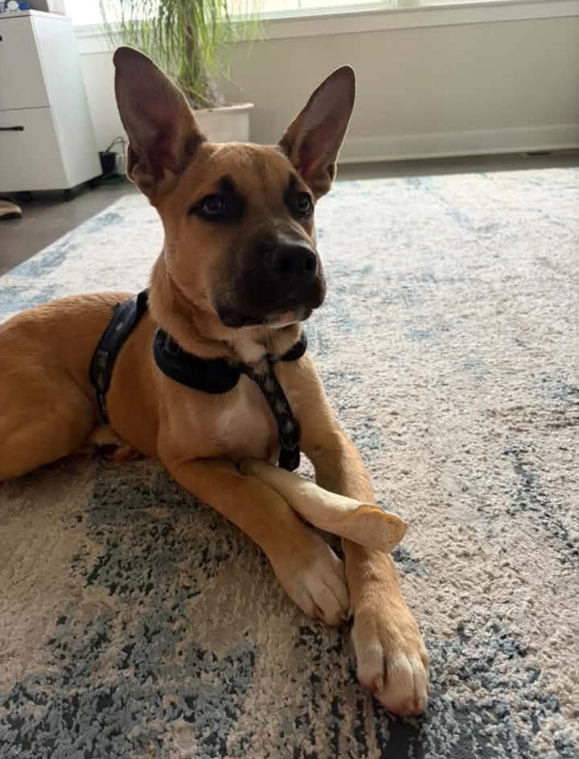 Chance, adoptable, Young Male Pit Bull Terrier & German Shepherd Dog.