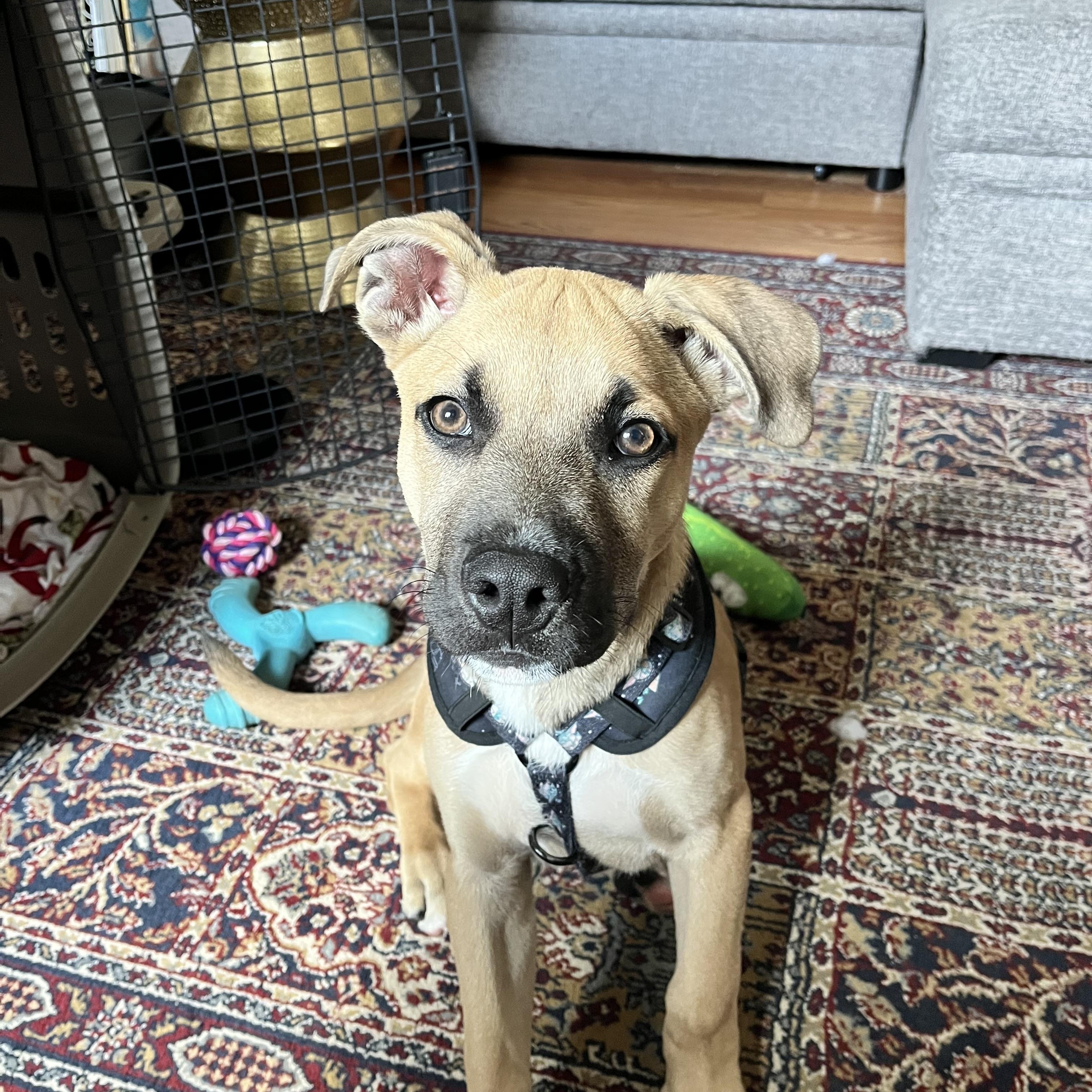 Chance, an adoptable mixed breed in Pittsburgh, PA image 2/4