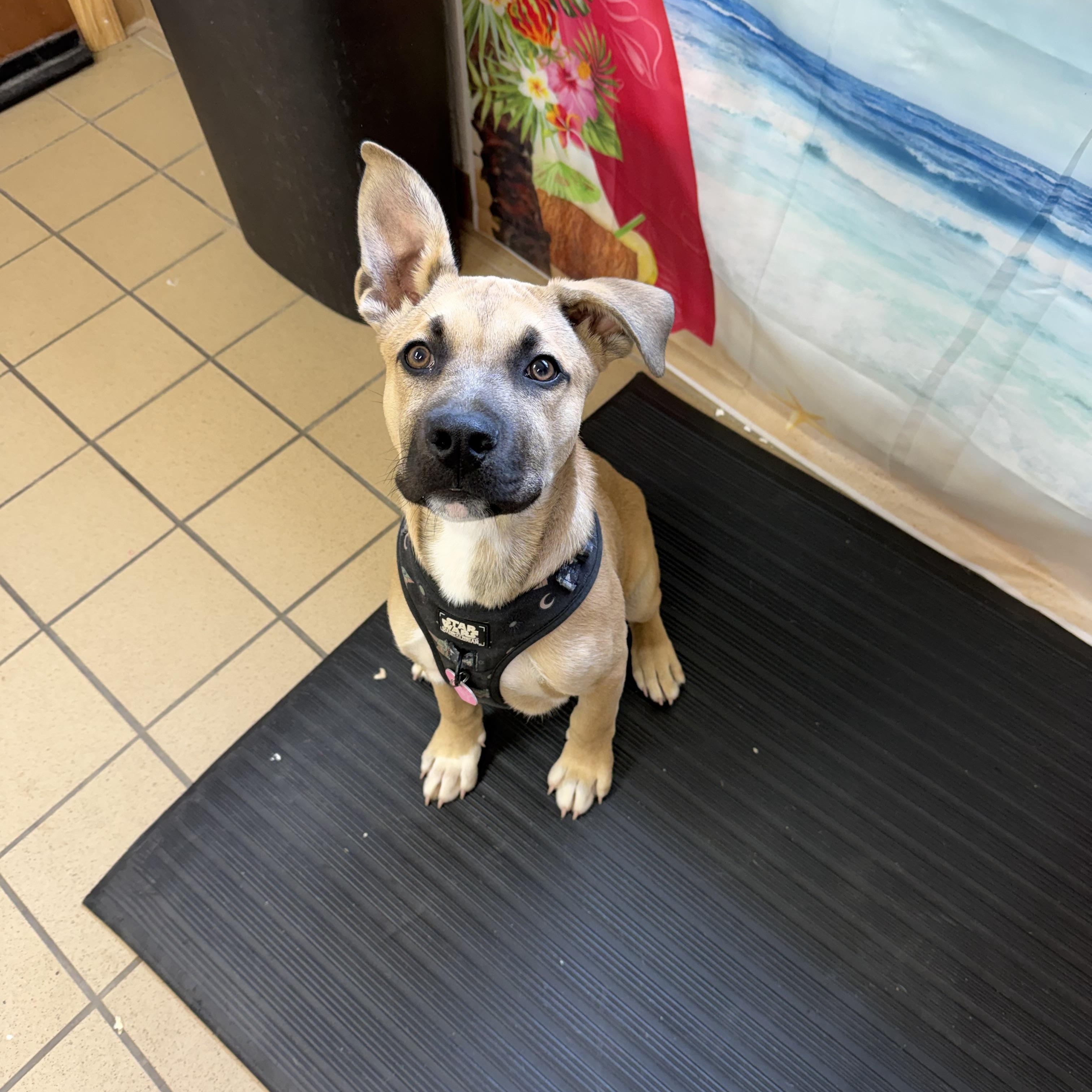 Chance, an adoptable mixed breed in Pittsburgh, PA image 3/4