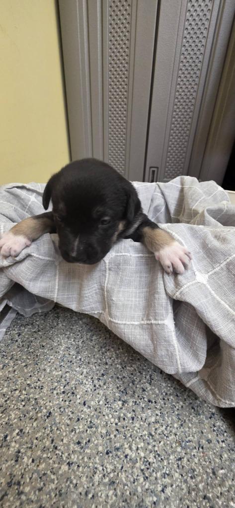 Trinity, Adoptable, Puppy Female German Shepherd Dog & Mixed Breed.