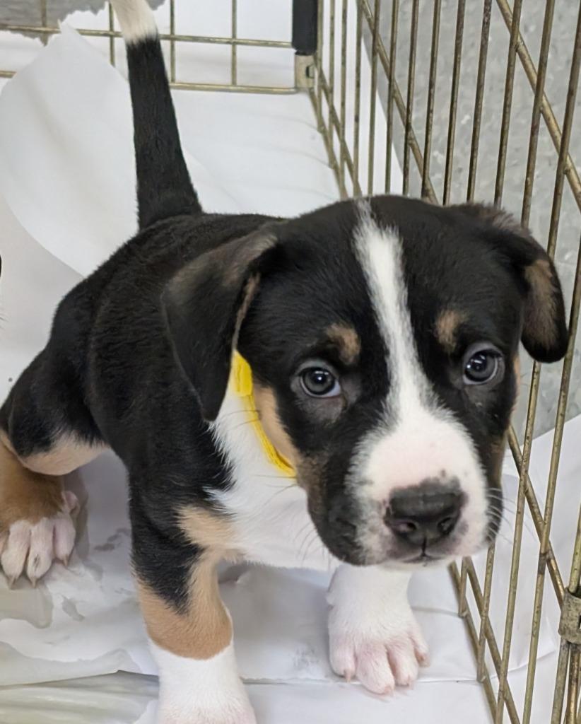 Enlarge Trinity, a Adoptable mixed breed in Syracuse, IN image 2/2