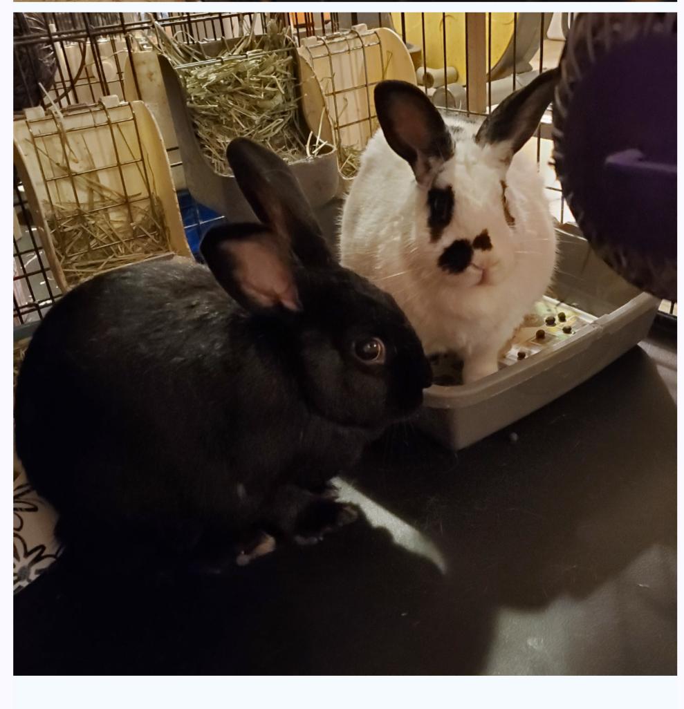 Eddie & Alice, Adoptable, Adult Male Bunny Rabbit.