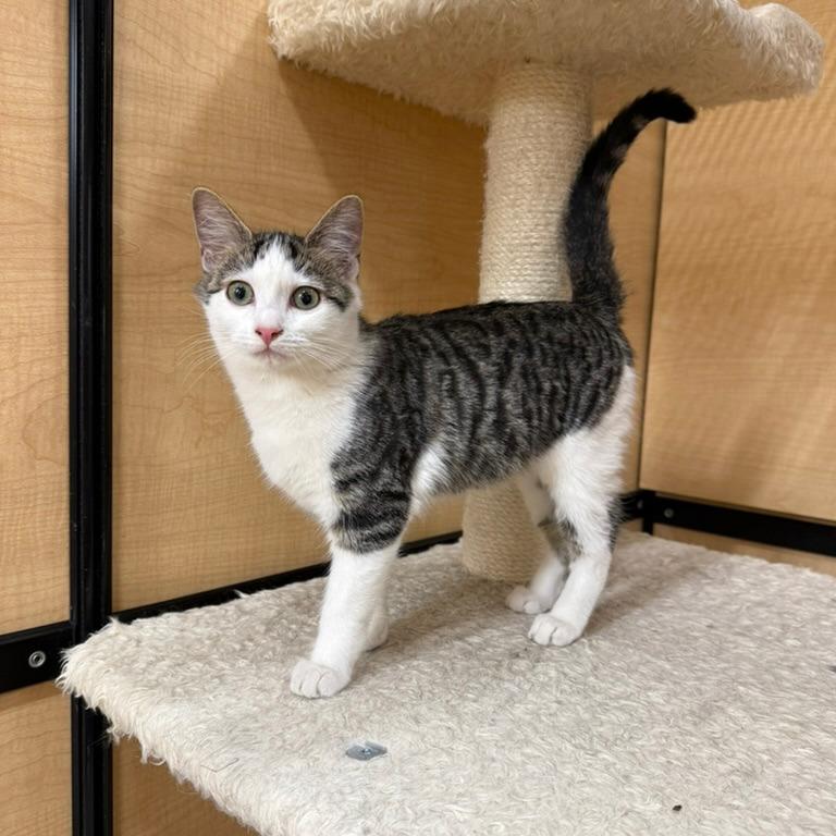 Presley — thumbnail 2