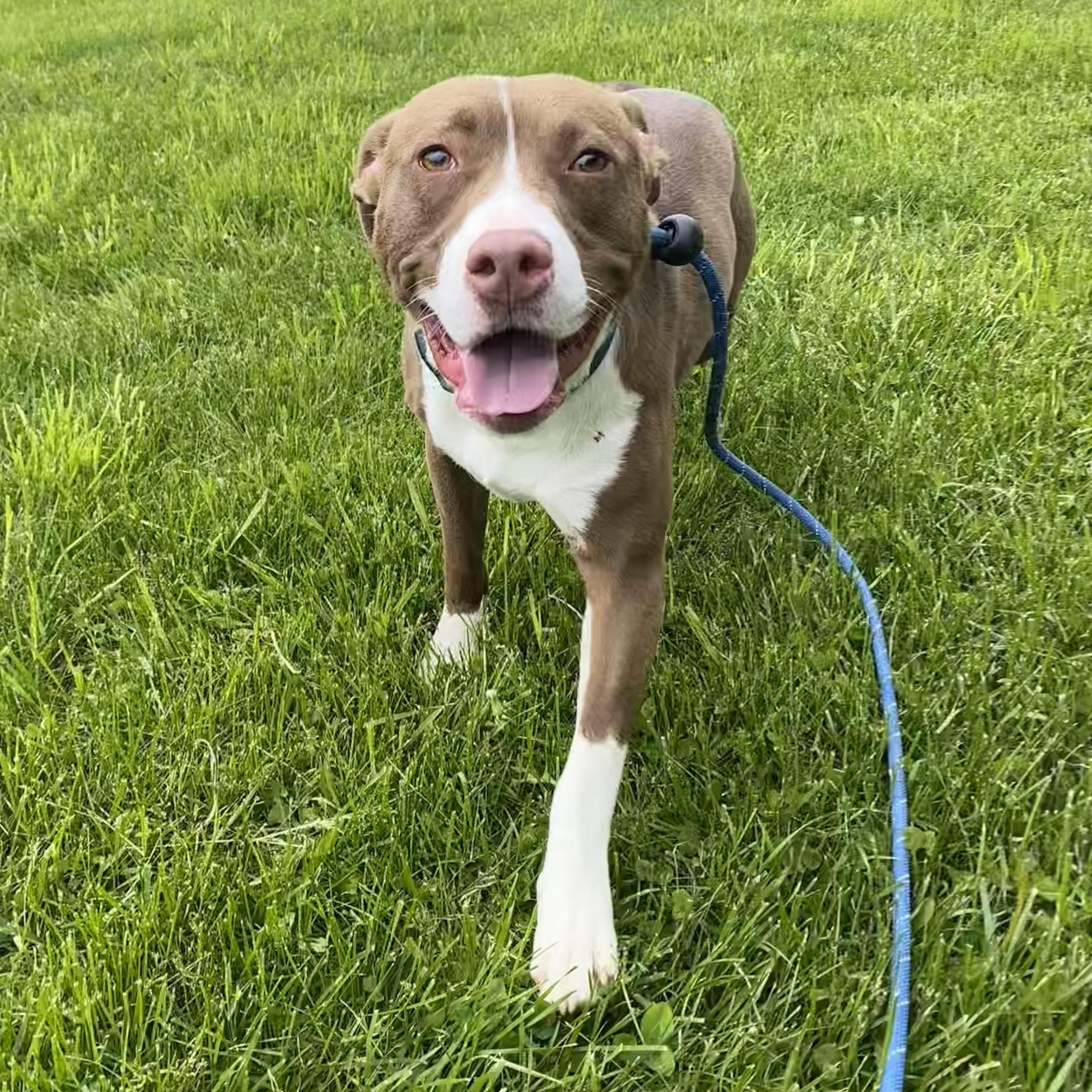 Scooby, an adoptable mixed breed in Allegan, MI image 5/6