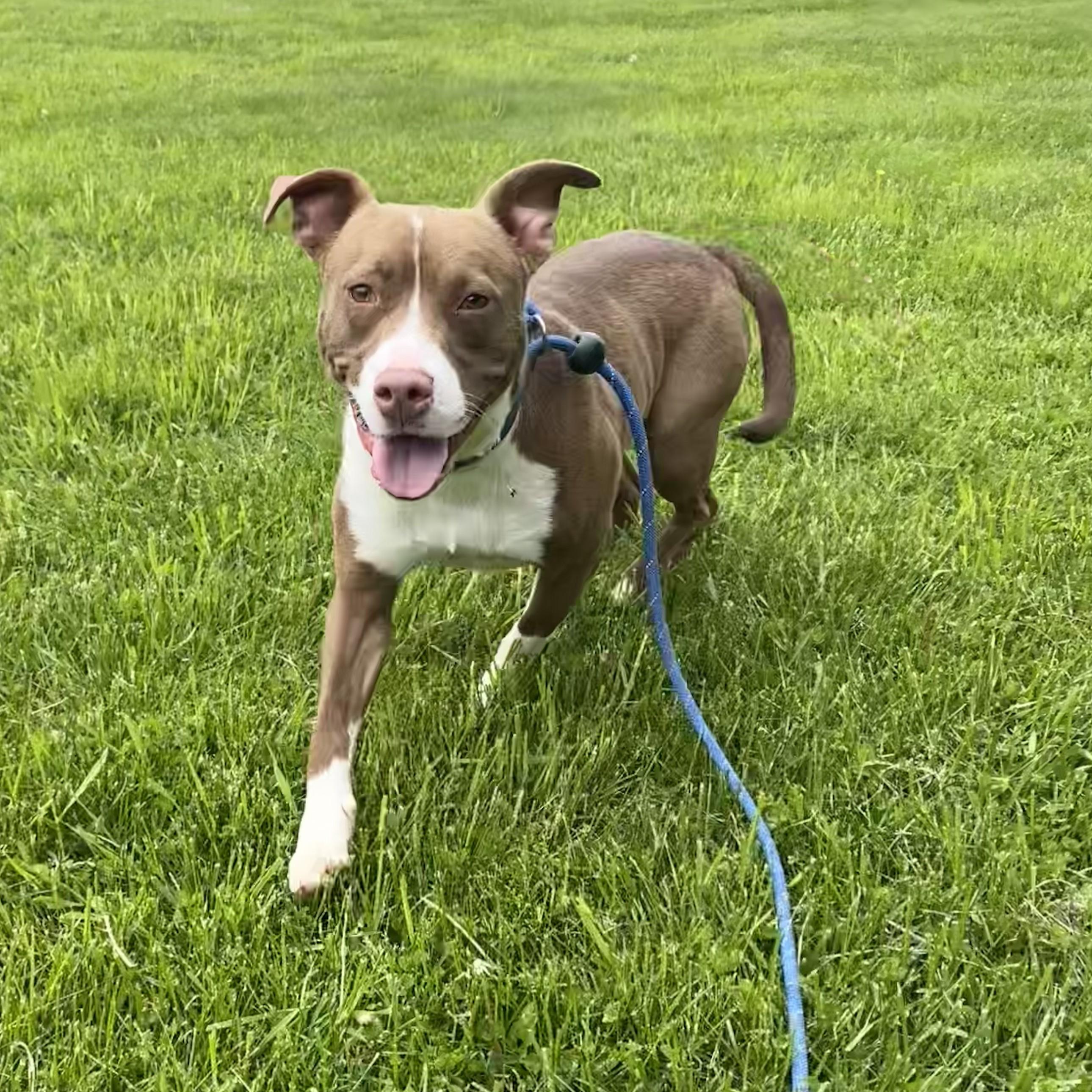Scooby, an adoptable mixed breed in Allegan, MI image 3/6