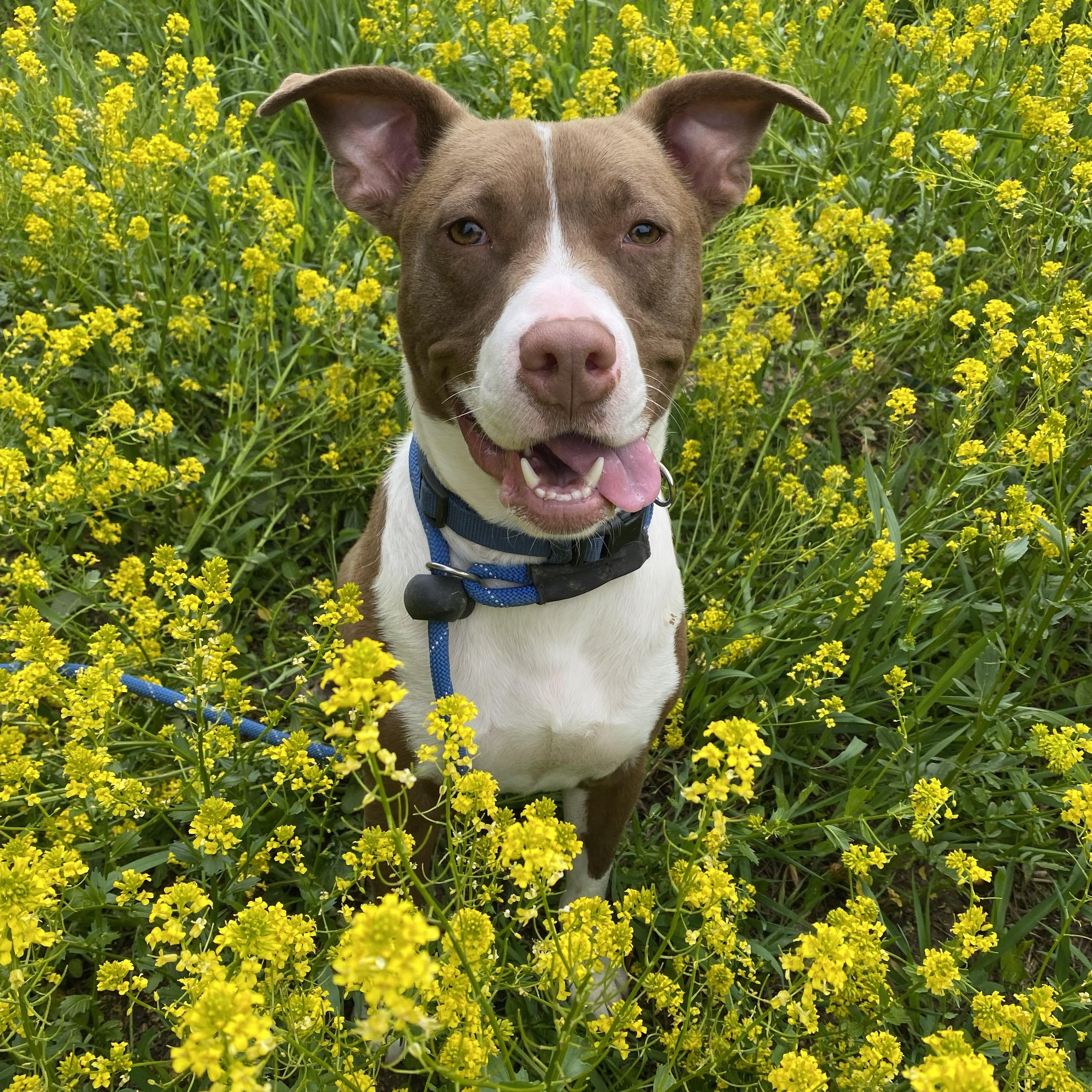 Scooby, an adoptable mixed breed in Allegan, MI image 1/6