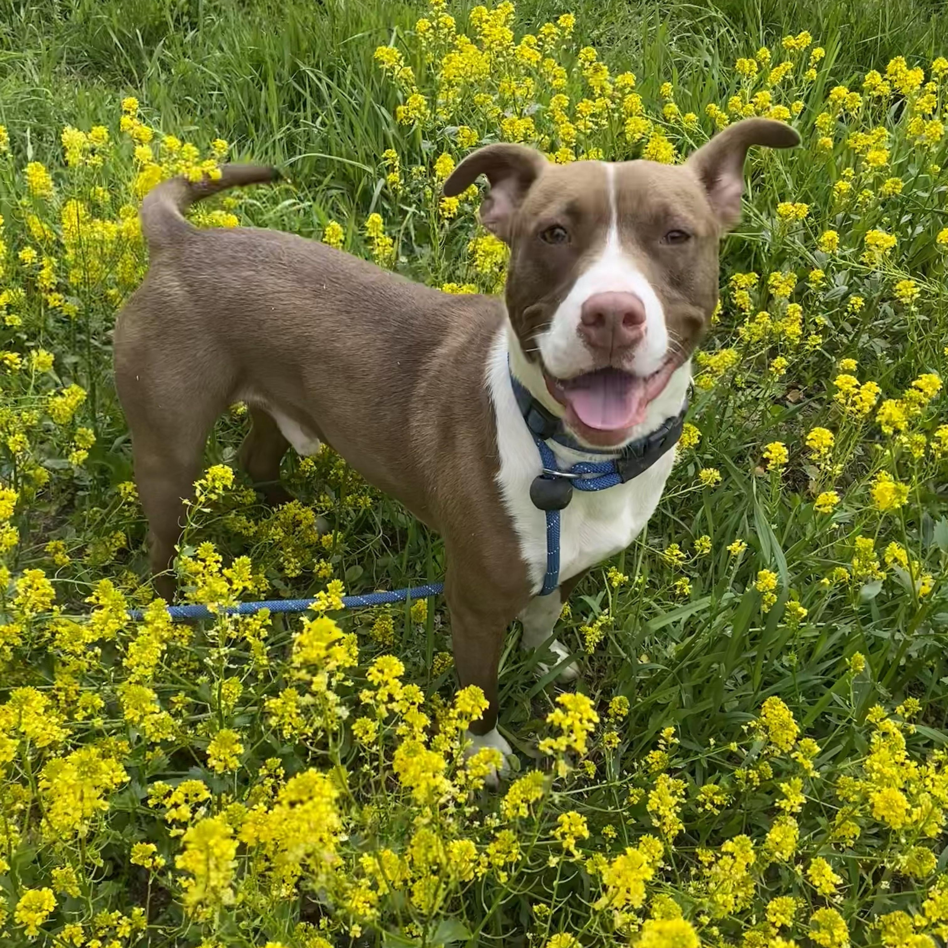 Scooby, an adoptable mixed breed in Allegan, MI image 6/6