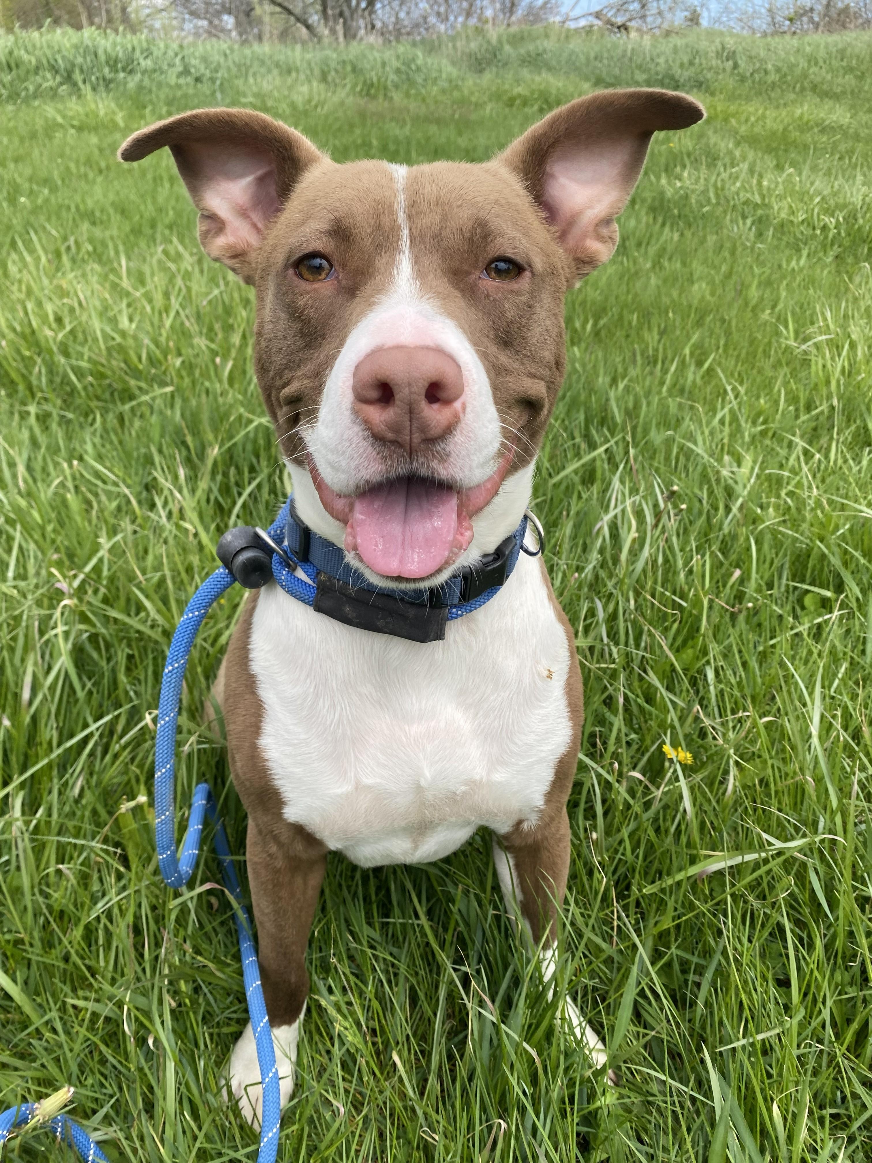 Scooby, an adoptable mixed breed in Allegan, MI image 4/6