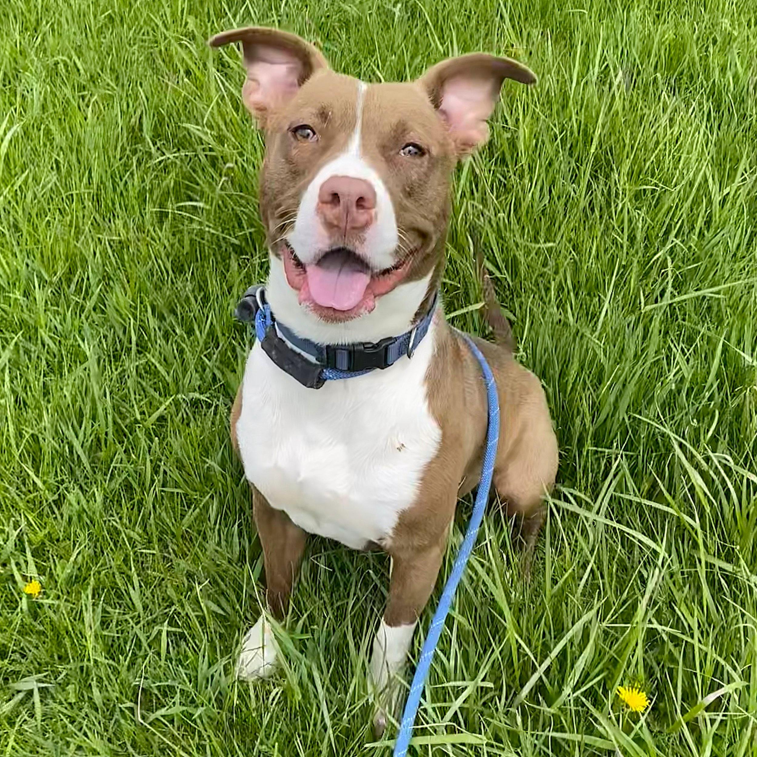 Scooby, an adoptable mixed breed in Allegan, MI image 2/6