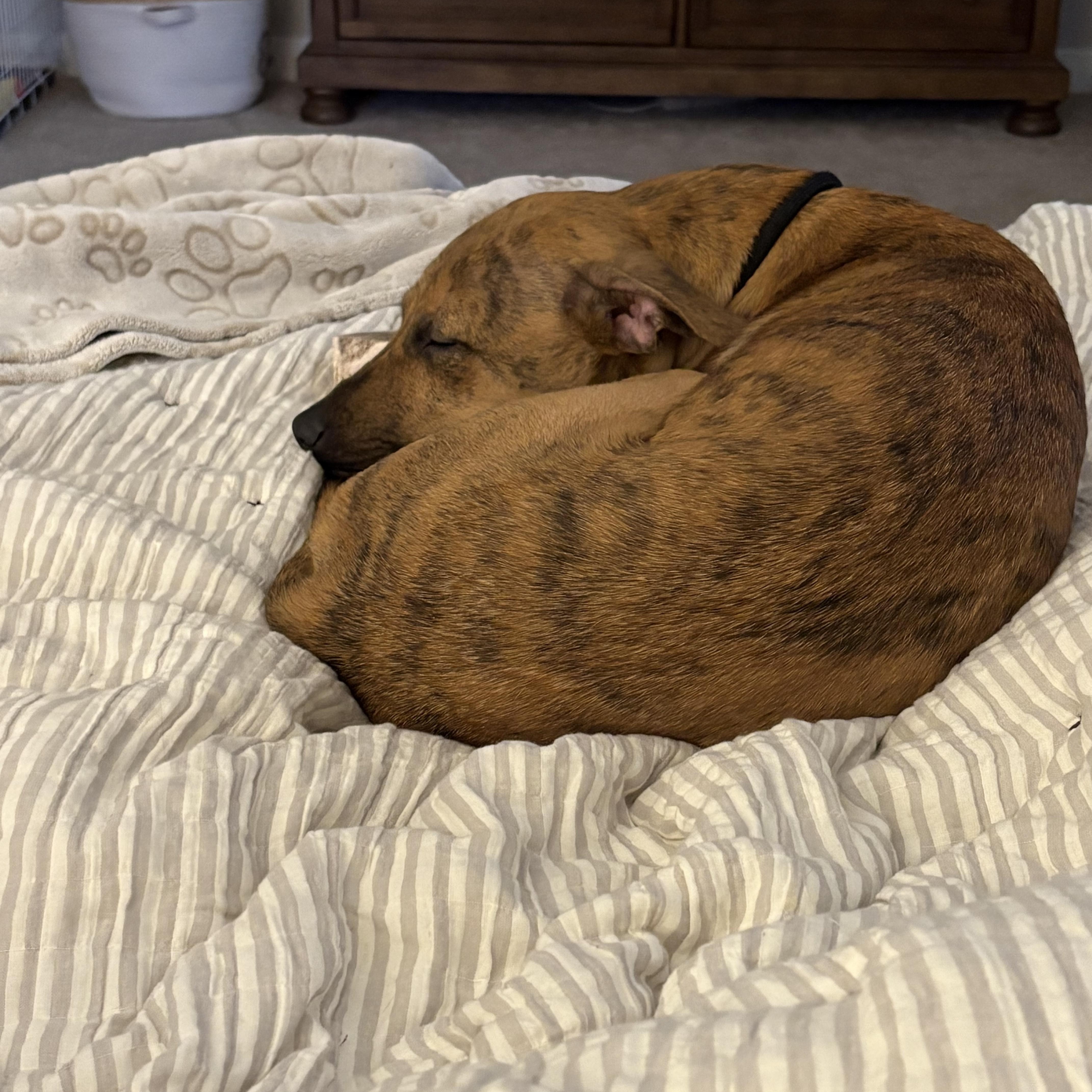 Milo