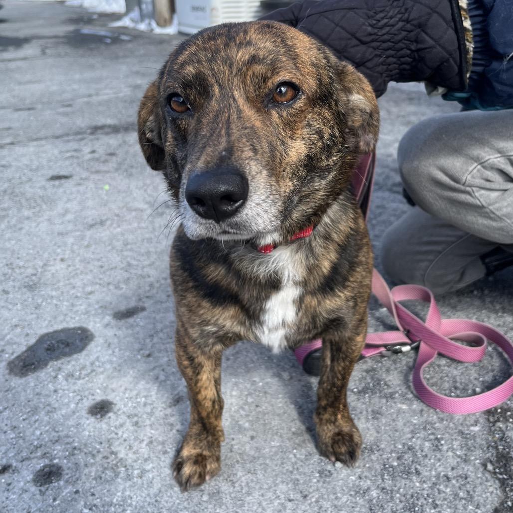 Enlarge Sully, a Adoptable Beagle in Saugerties, NY image 1/2