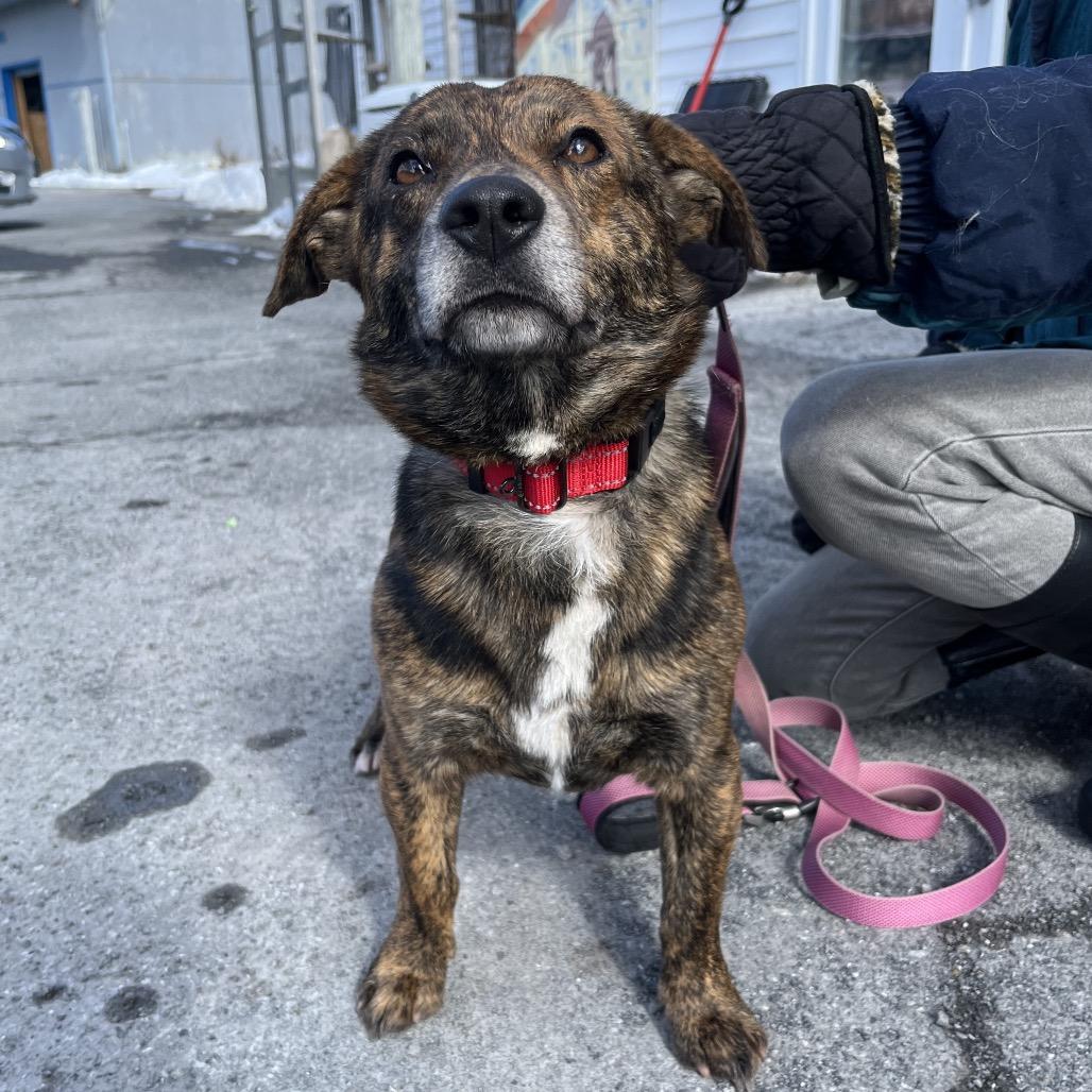 Enlarge Sully, a Adoptable Beagle in Saugerties, NY image 2/2