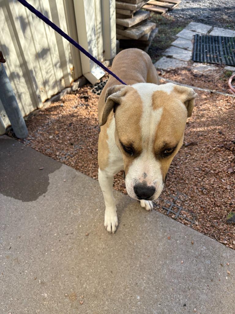 Enlarge Dog Kennel #29, a Adoptable mixed breed in Greenville, TX image 1/5