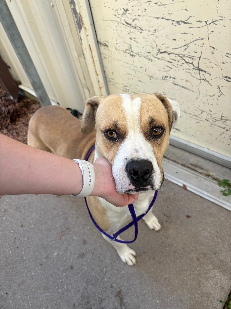 Enlarge Dog Kennel #29, a Adoptable mixed breed in Greenville, TX image 2/5