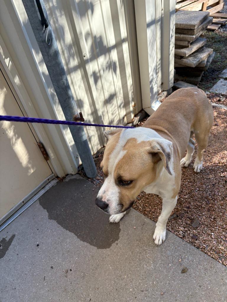 Enlarge Dog Kennel #29, a Adoptable mixed breed in Greenville, TX image 3/5