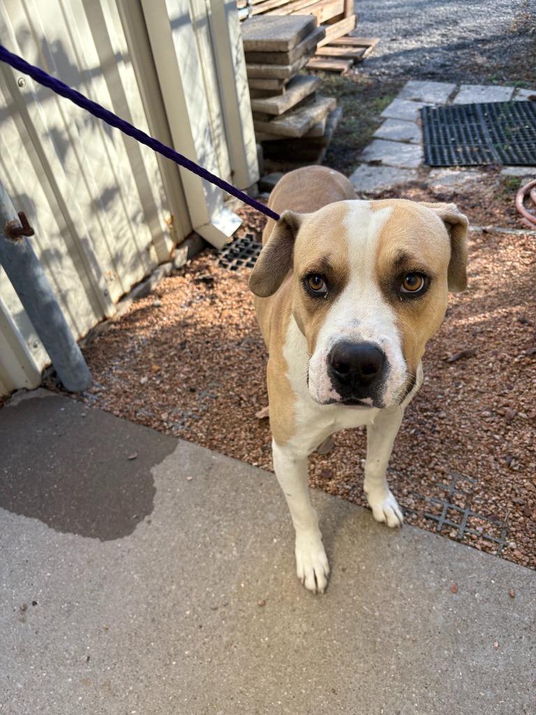 Enlarge Dog Kennel #29, a Adoptable mixed breed in Greenville, TX image 4/5