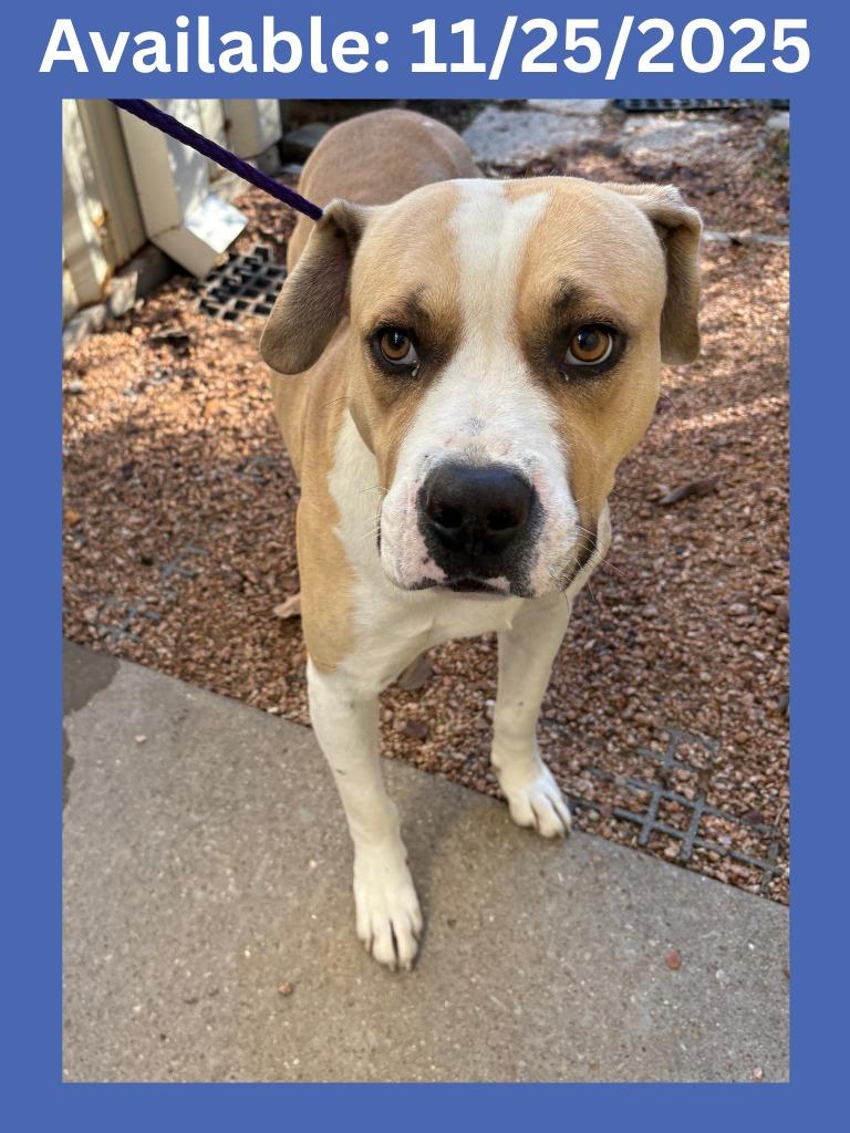Enlarge Dog Kennel #29, a Adoptable mixed breed in Greenville, TX image 5/5