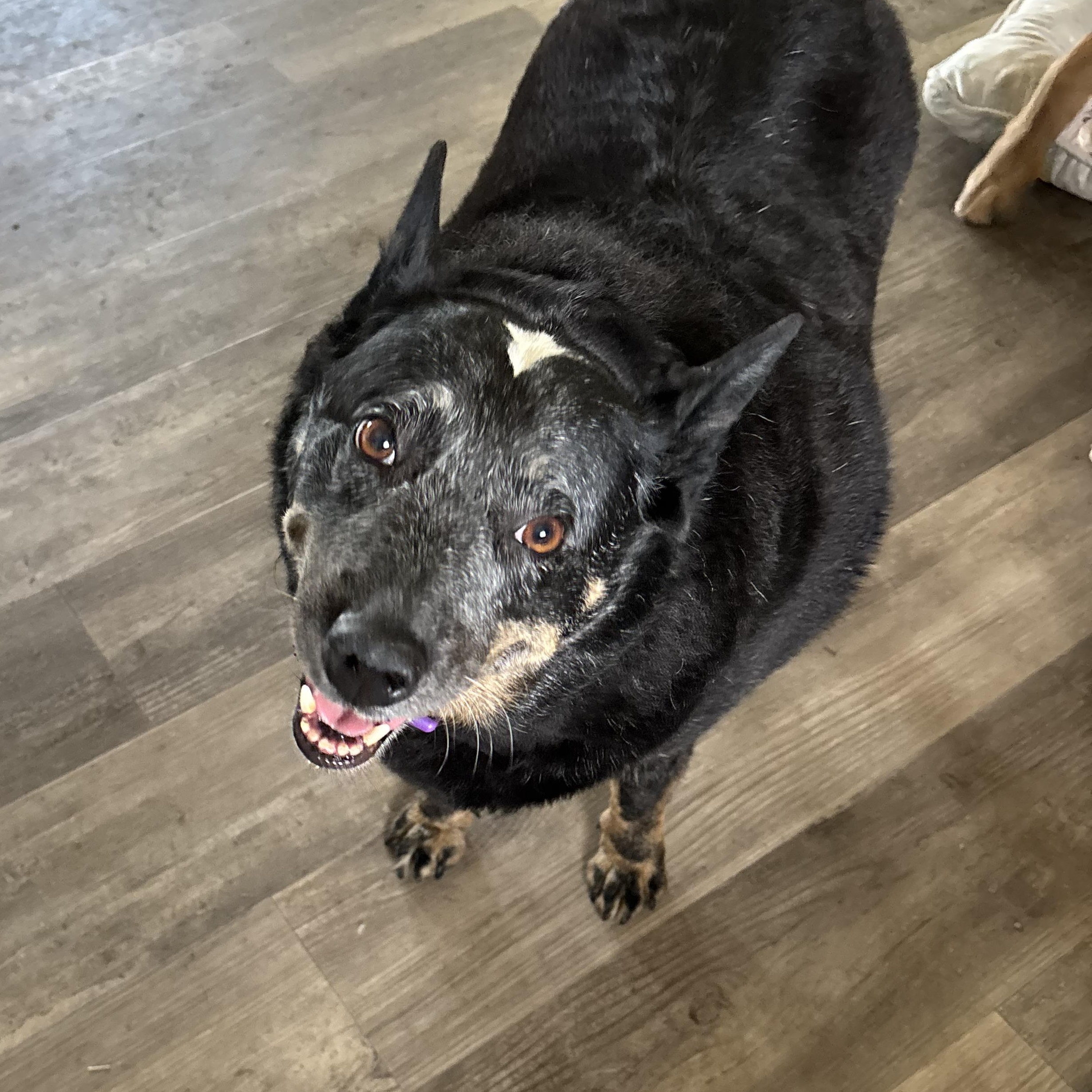 Enlarge Emma, a Adoptable Australian Cattle Dog / Blue Heeler in Lorida, FL image 4/5