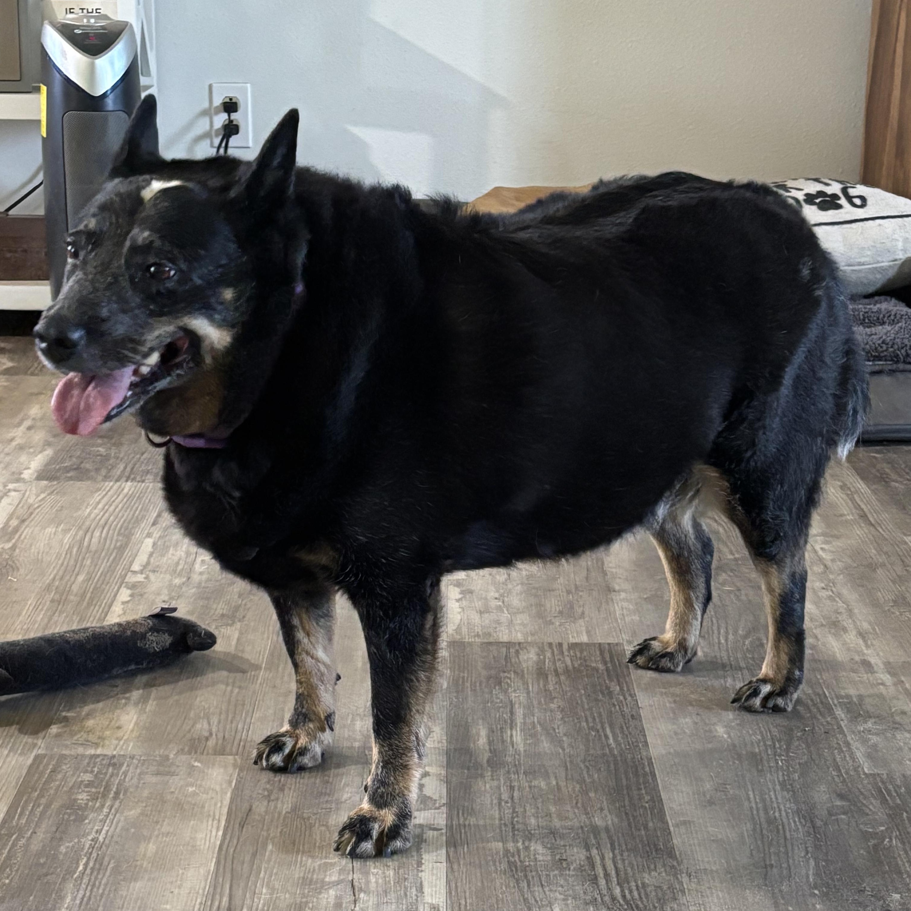 Enlarge Emma, a Adoptable Australian Cattle Dog / Blue Heeler in Lorida, FL image 5/5