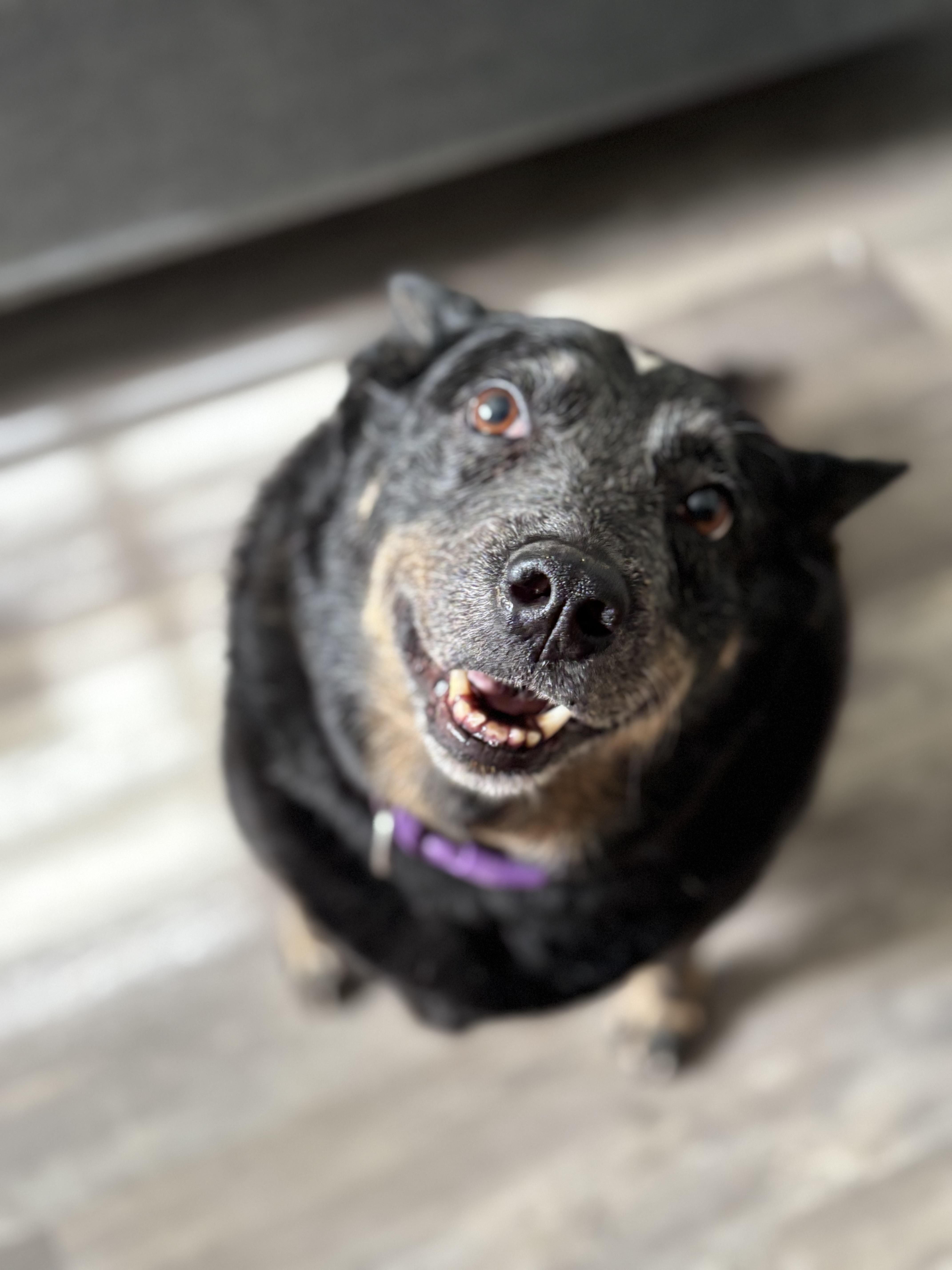 Enlarge Emma, a Adoptable Australian Cattle Dog / Blue Heeler in Lorida, FL image 2/5