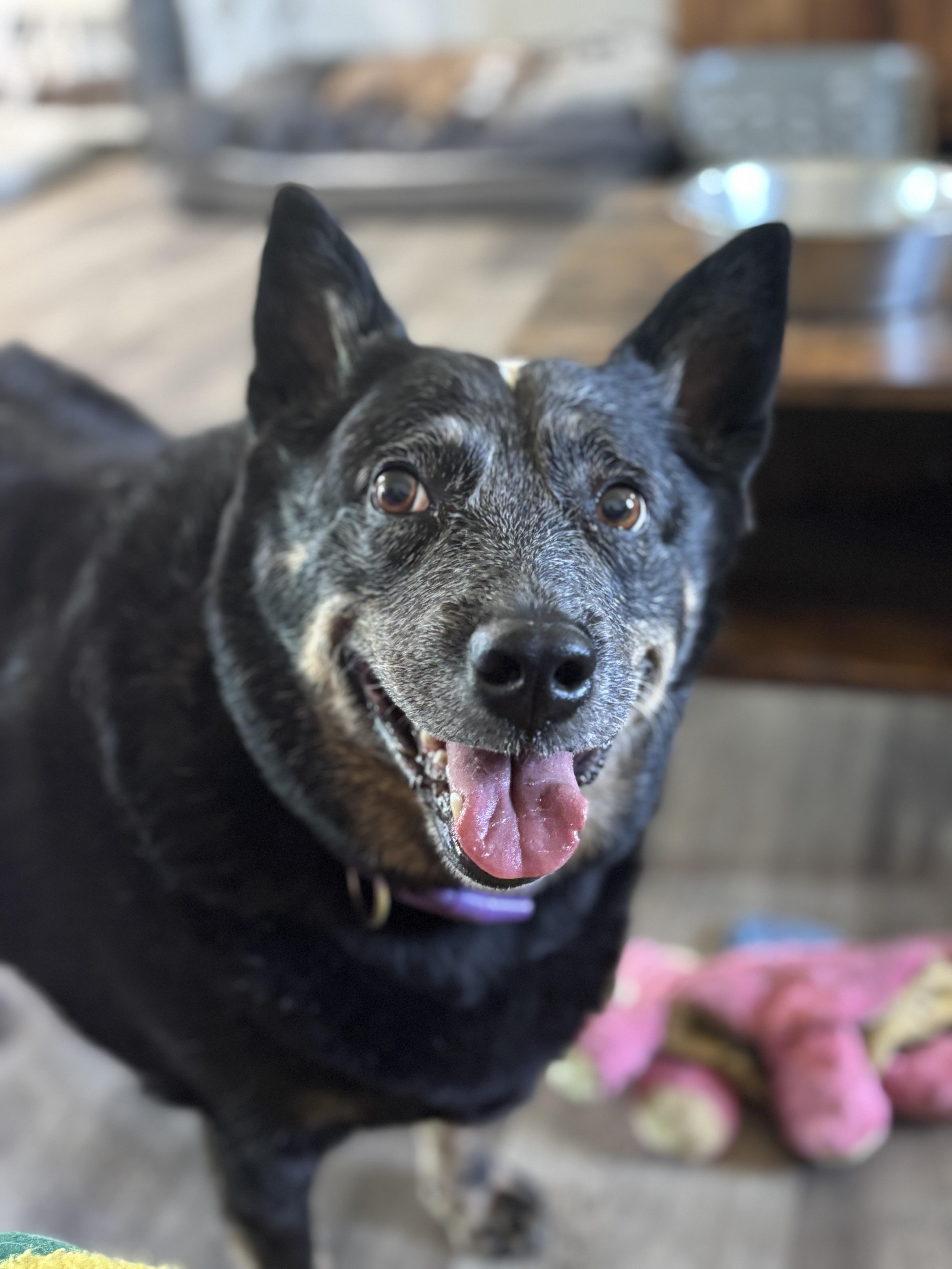 Enlarge Emma, a Adoptable Australian Cattle Dog / Blue Heeler in Lorida, FL image 1/5