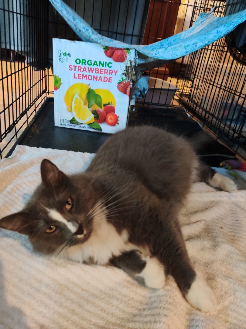 Enlarge Mr fluffy and Princess, a Adoptable Domestic Long Hair in Kansas City, MO image 1/2