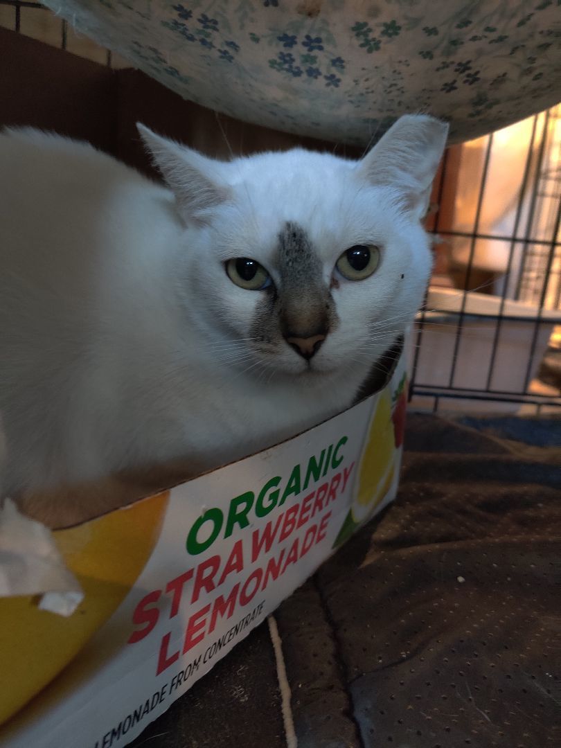 Enlarge Mr fluffy and Princess, a Adoptable Domestic Long Hair in Kansas City, MO image 2/2