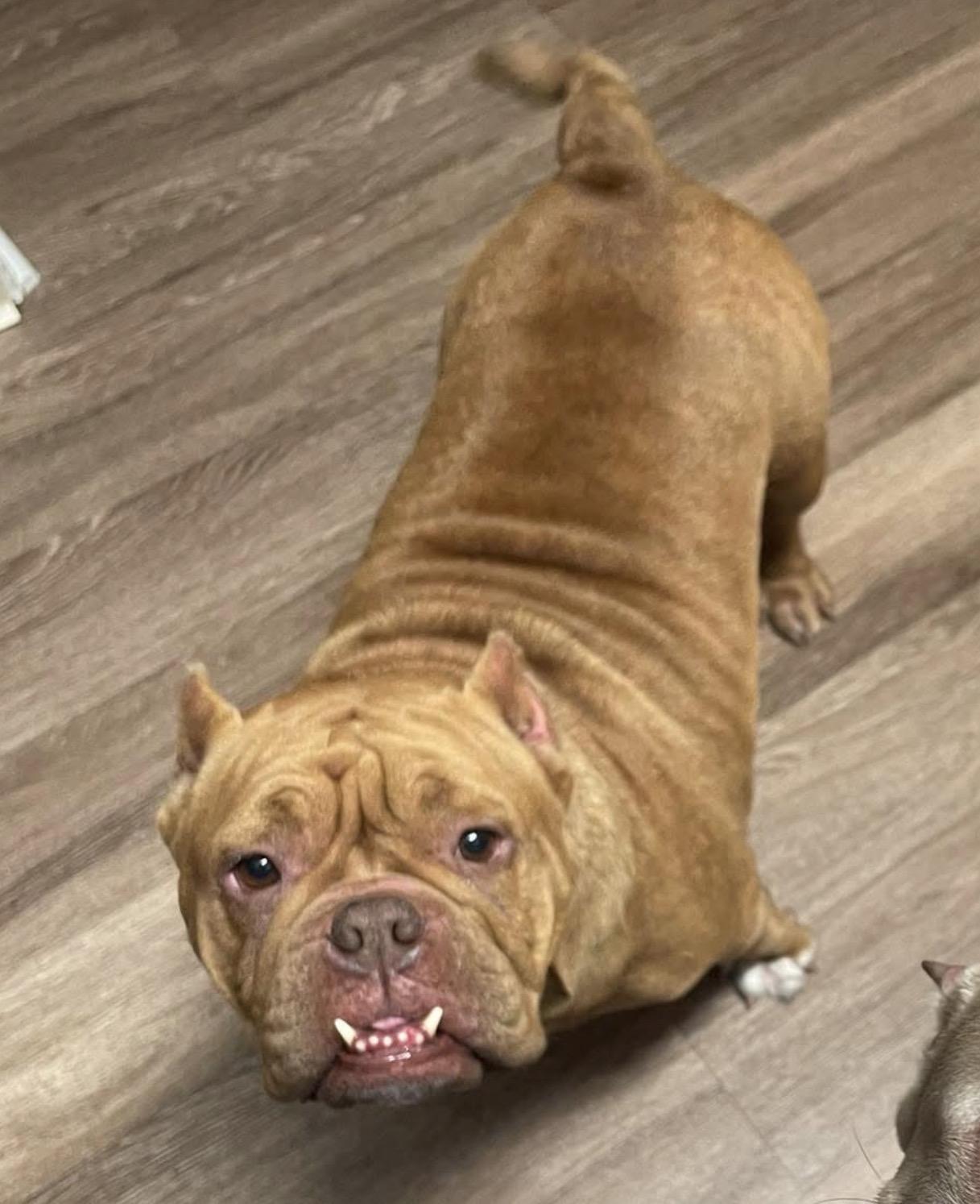 Enlarge Chonk, a Adopted Pit Bull Terrier in PALM BAY, FL image 1/1