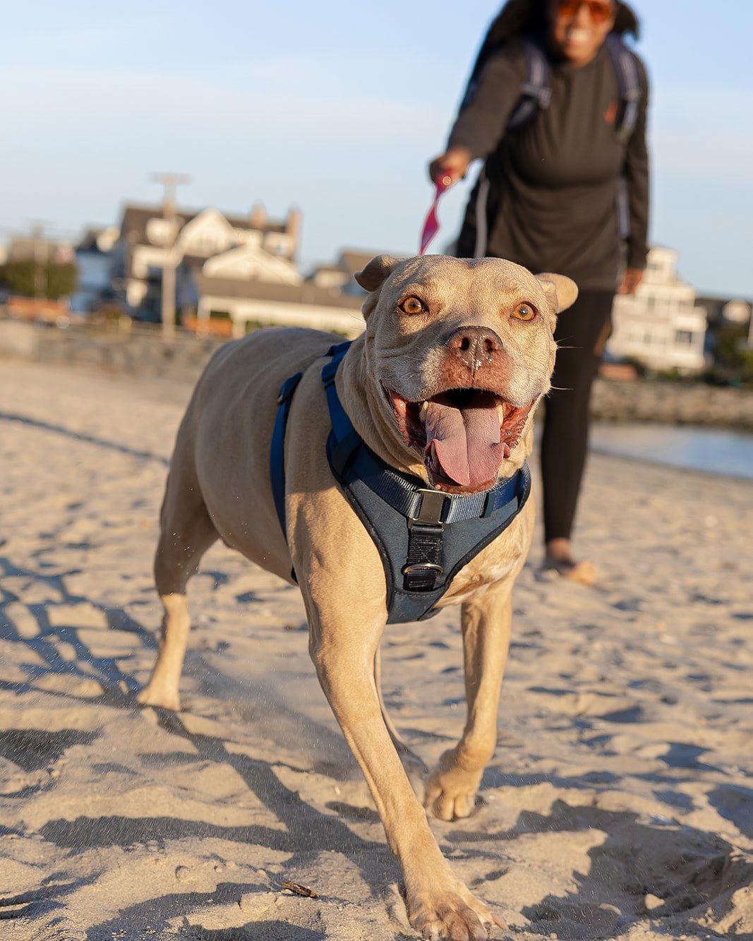 Daisy Marie - America's sweetheart right here!, a Adoptable Pit Bull Terrier in Oakhurst, NJ image 1/3