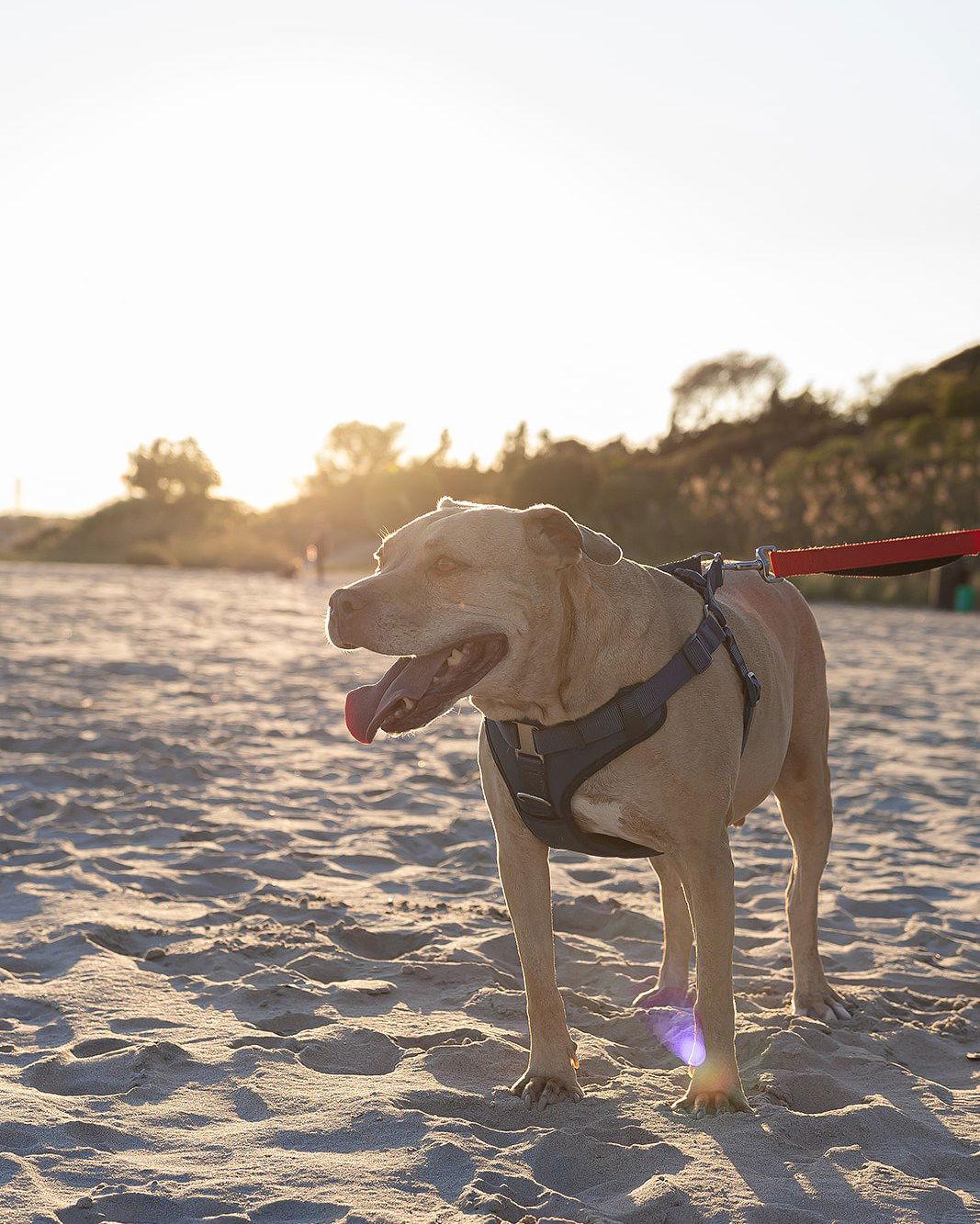 Daisy Marie - America's sweetheart right here!, a Adoptable Pit Bull Terrier in Oakhurst, NJ image 2/3
