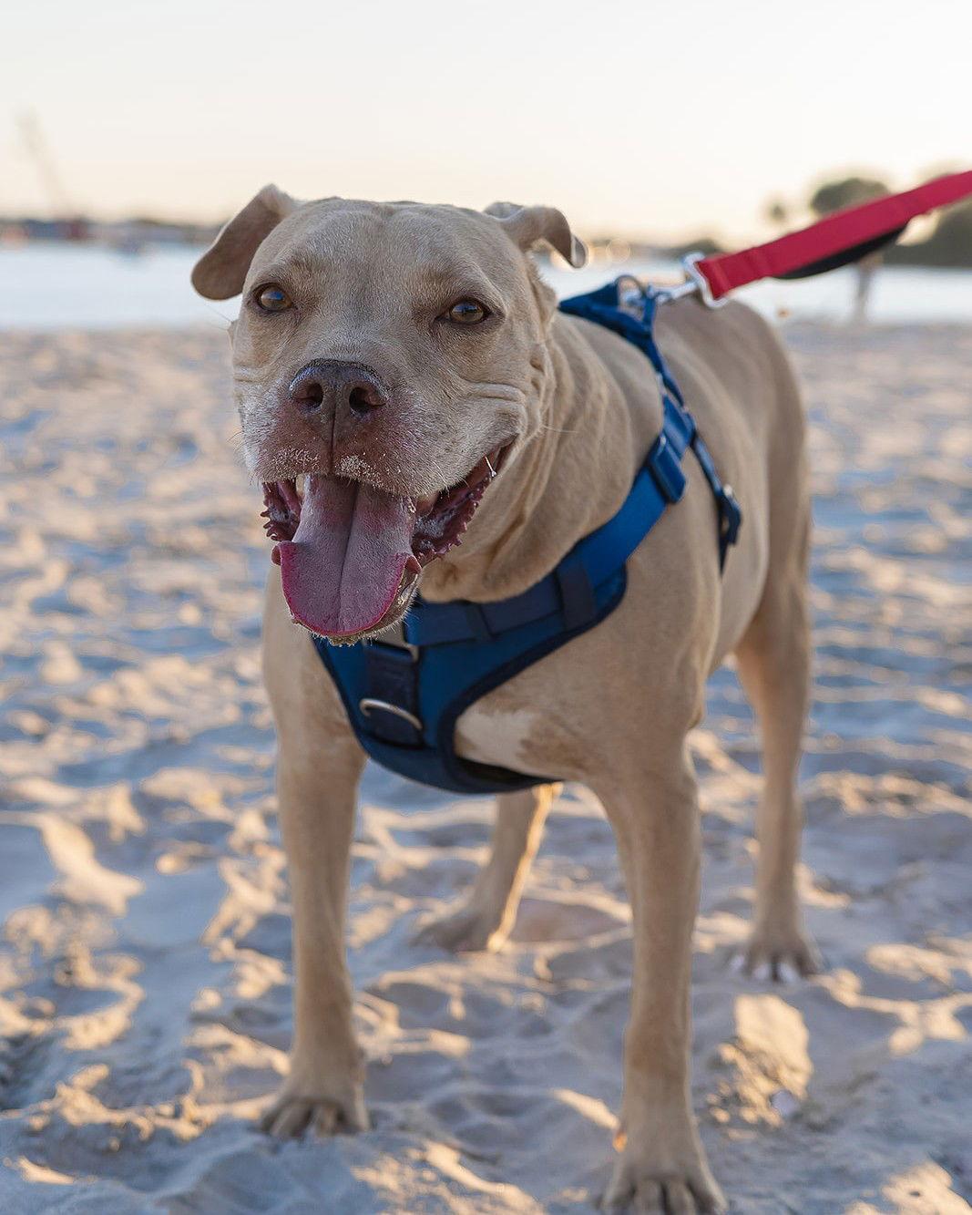 Daisy Marie - America's sweetheart right here!, a Adoptable Pit Bull Terrier in Oakhurst, NJ image 3/3