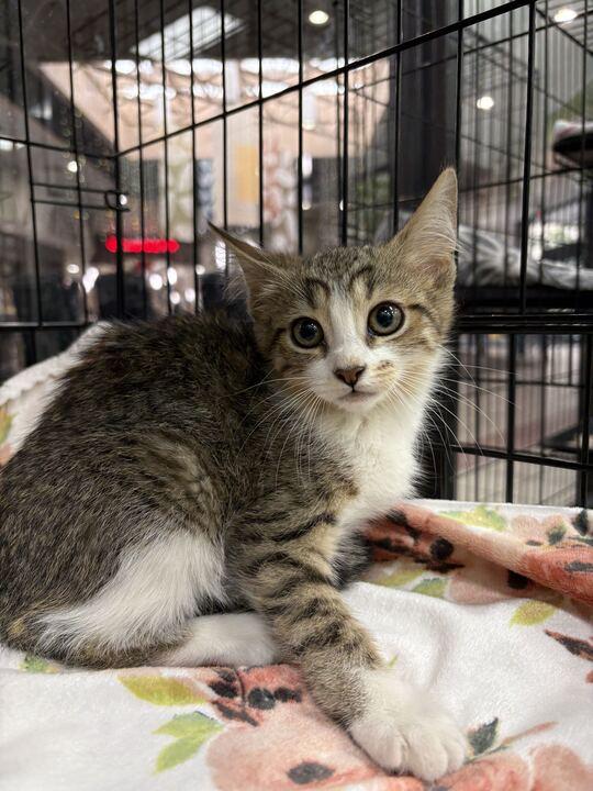 Trululu, ADOPTABLE, Kitten Female Domestic Short Hair.