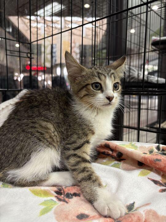Enlarge Trululu, a ADOPTABLE Domestic Short Hair in Jackson, MI image 2/2