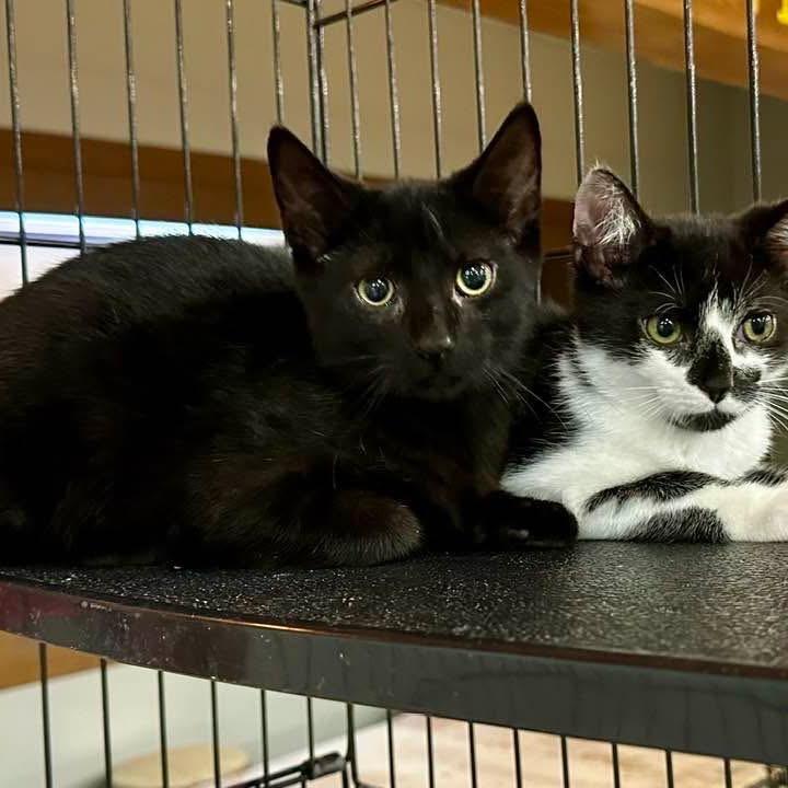 Burrell, Adoptable, Kitten Male Domestic Short Hair.