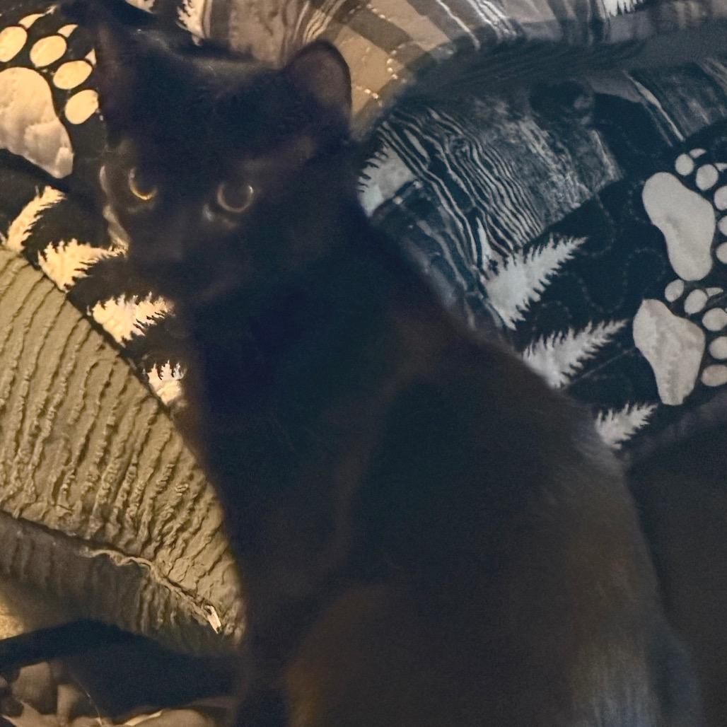 Enlarge Burrell, a Adoptable Domestic Short Hair in Saugerties, NY image 2/4