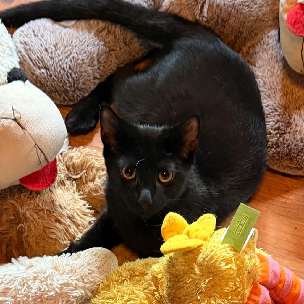 Enlarge Burrell, a Adoptable Domestic Short Hair in Saugerties, NY image 3/4