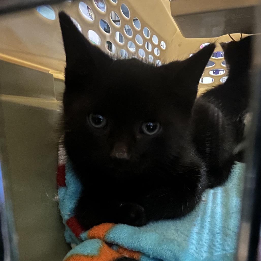 Enlarge Burrell, a Adoptable Domestic Short Hair in Saugerties, NY image 2/2