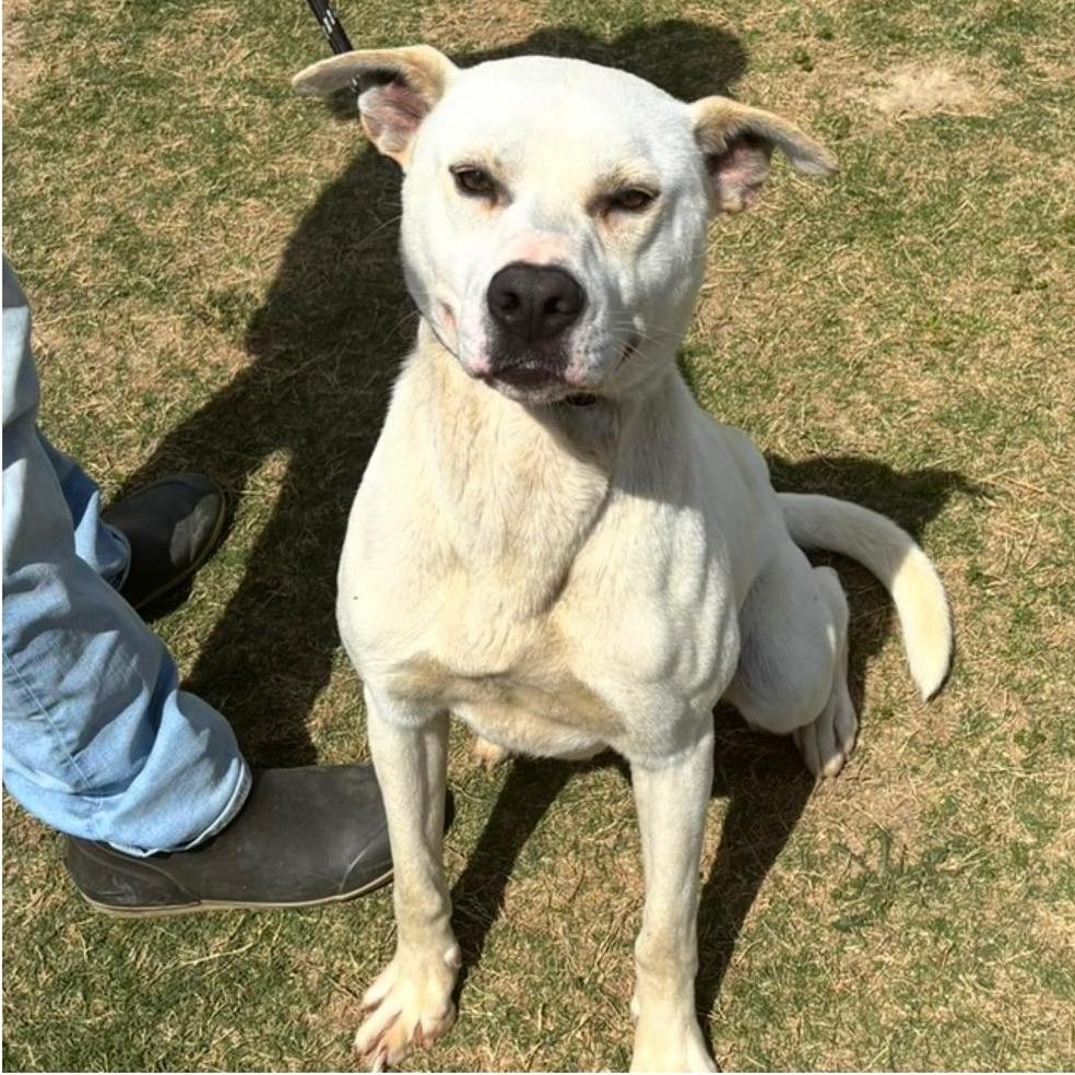 SAM  ADOPTED!, Adoptable, Adult Male Mixed Breed.
