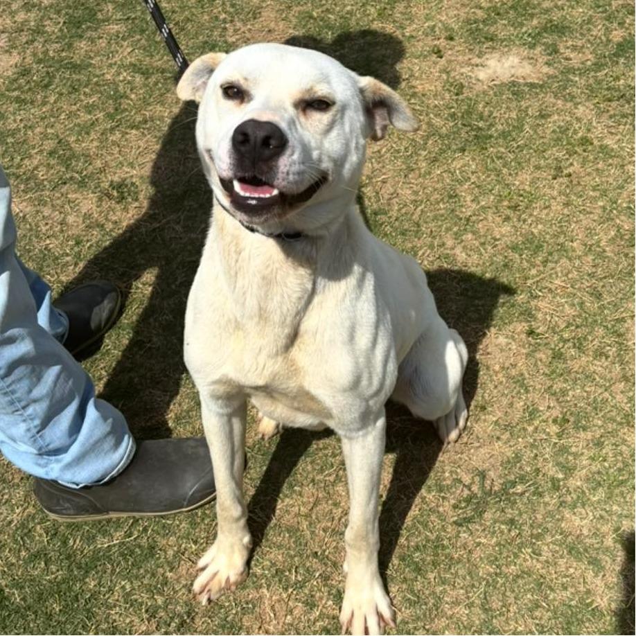 Enlarge SAM  ADOPTED!, a Adoptable Mixed Breed in Nashville, NC image 2/2